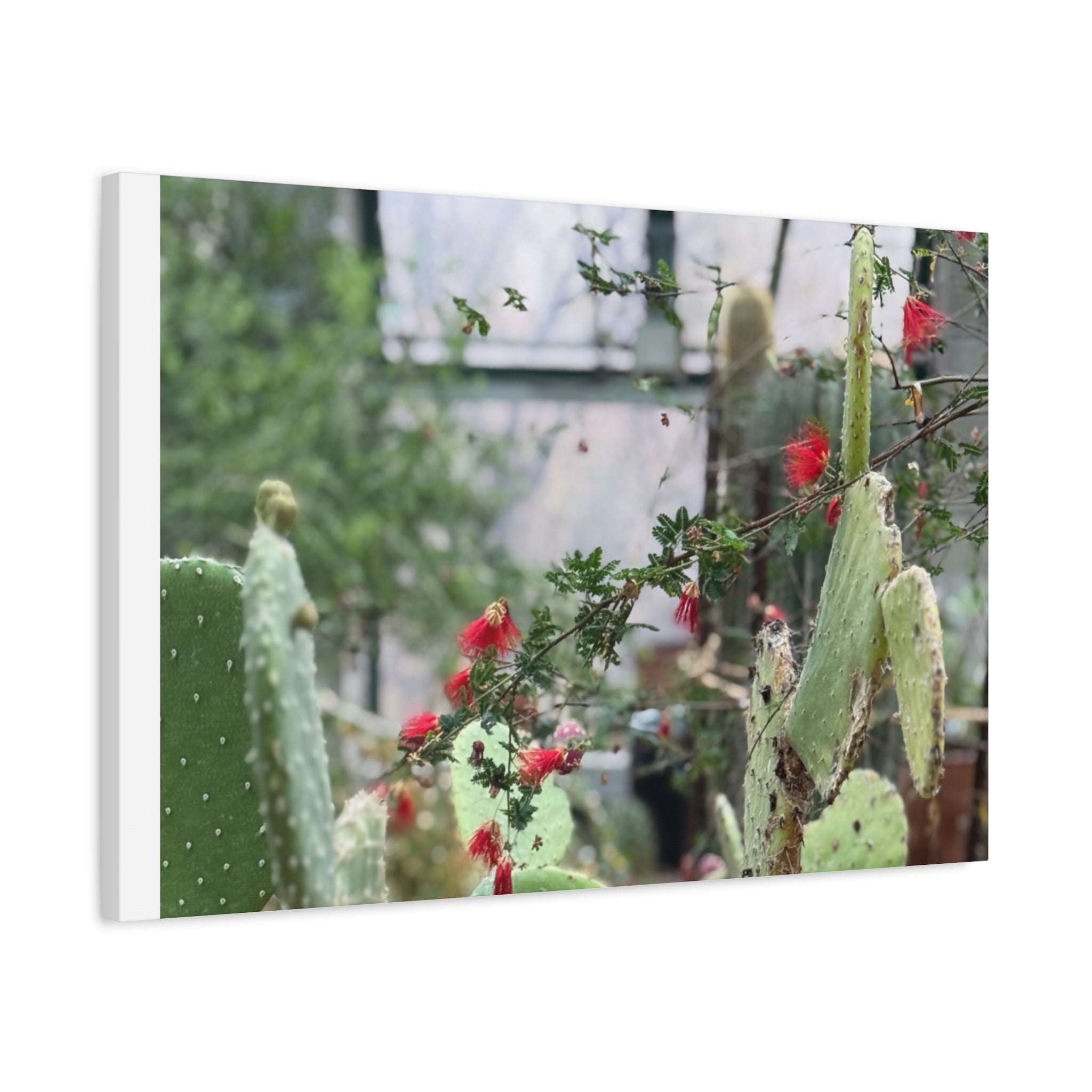 Cactus Wall Art Print, Nature Home Decor, Bohemian Style Artwork, Botanical Gift, Succulent Canvas