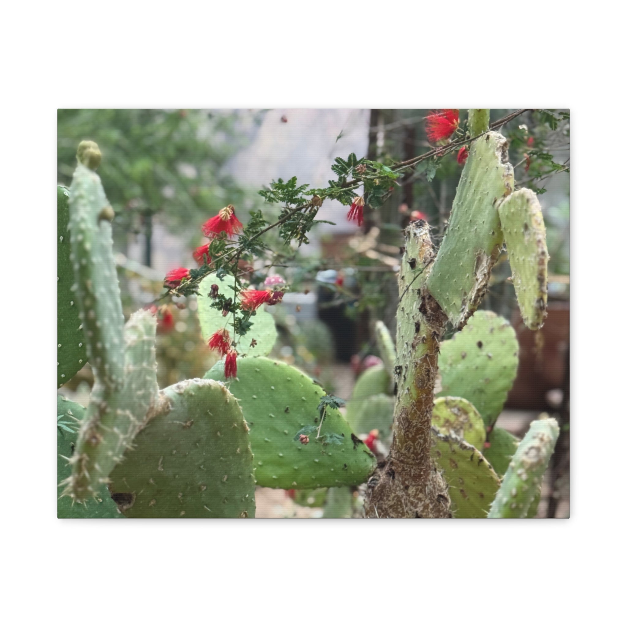 Cactus Artwork Print, Botanical Wall Decor, Succulent Canvas, Nature Lover Gift, Home Decoration