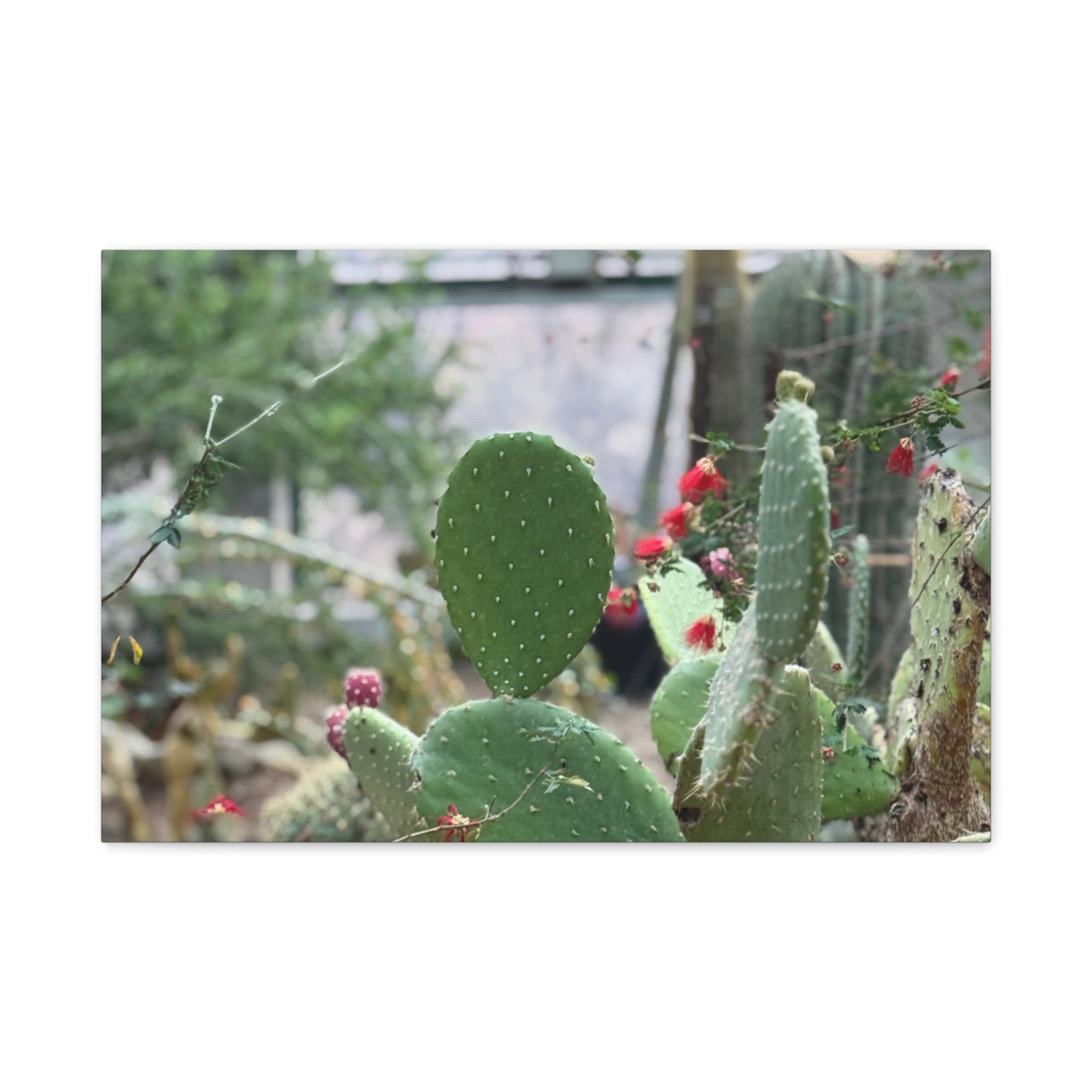 Cactus Matte Canvas Wall Art, Nature Decor, Southwestern Room Design, Green Plant Prints, Home and Office Wall Decor