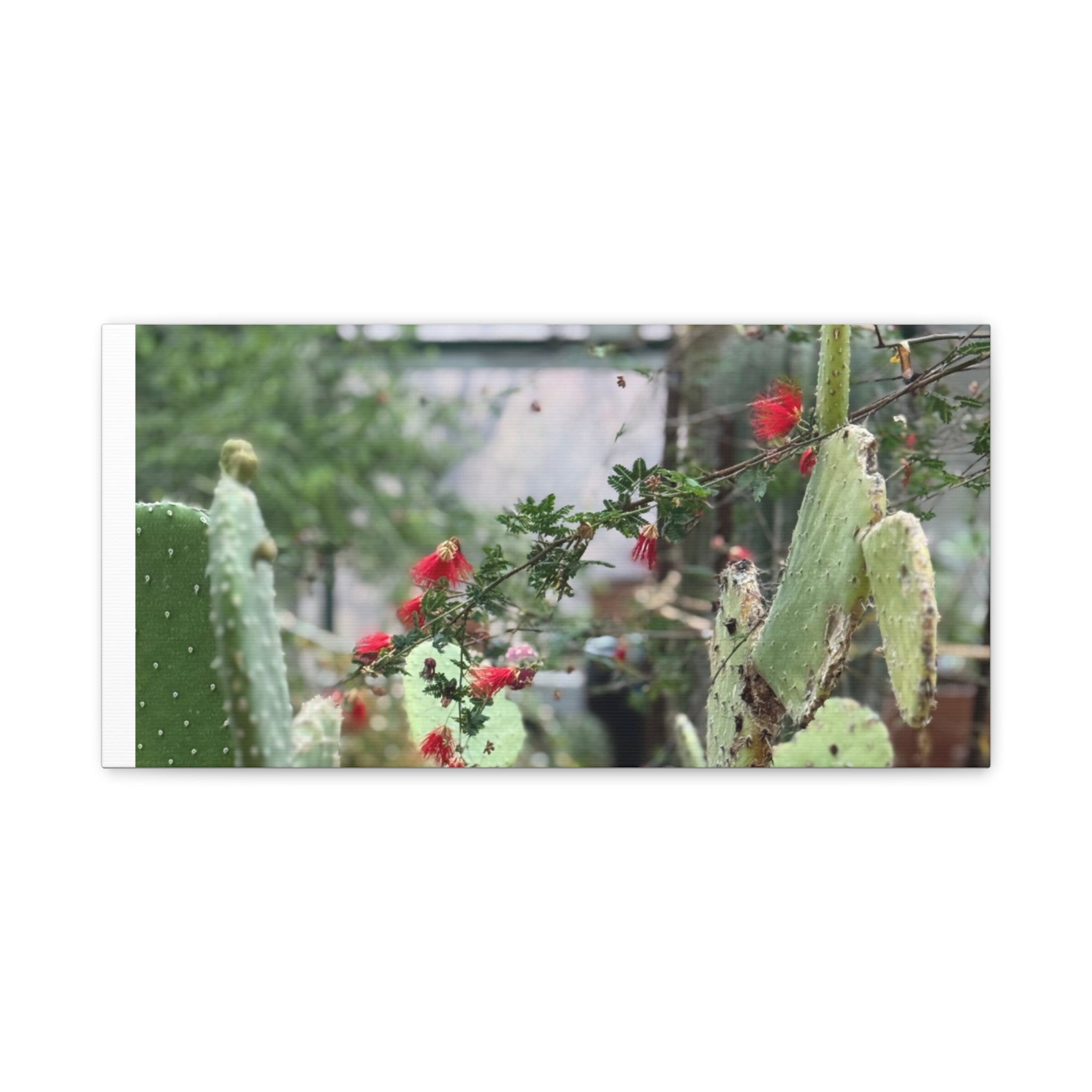 Cactus Wall Art Print, Nature Home Decor, Bohemian Style Artwork, Botanical Gift, Succulent Canvas