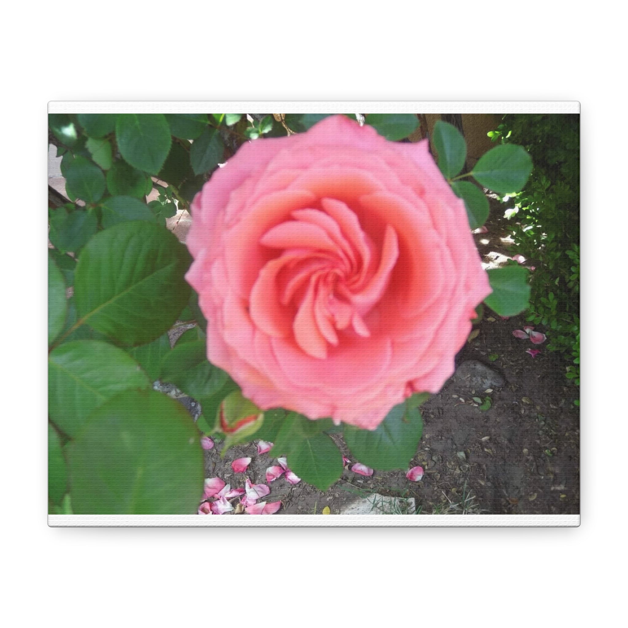 Pink Rose Canvas Wall Art, Floral Decor for Home, Perfect Gift for Nature Lovers, Elegant Wall Hanging, Mother's Day Decoration