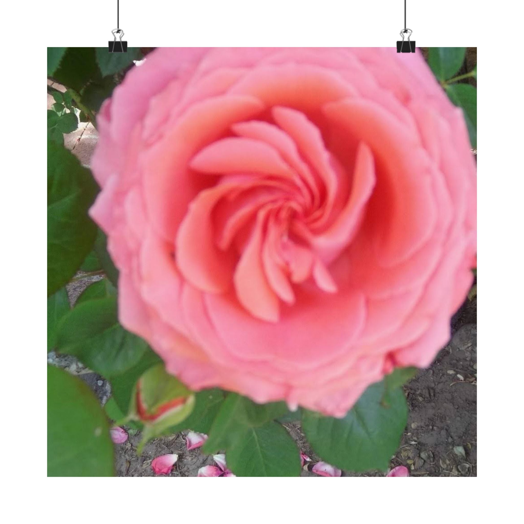 Beautiful Pink Rose Vertical Poster – Floral Wall Art, Home Decor, Gift for Her, Botanical Print, Mother's Day Decoration