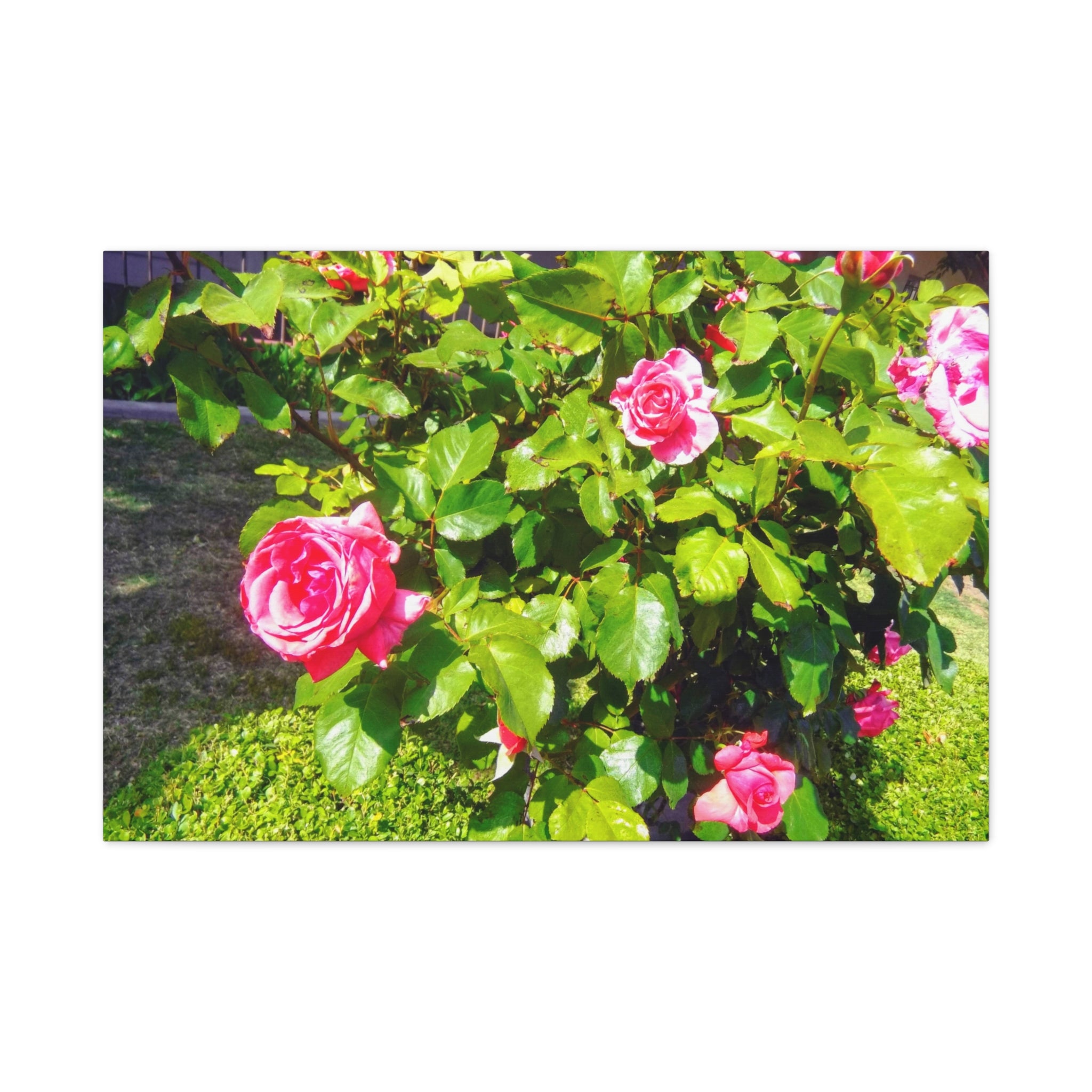 Floral Canvas Wall Art, Pink Rose Decor, Home Gallery Piece, Flower Photography, Garden Wall Decor, Floral Print