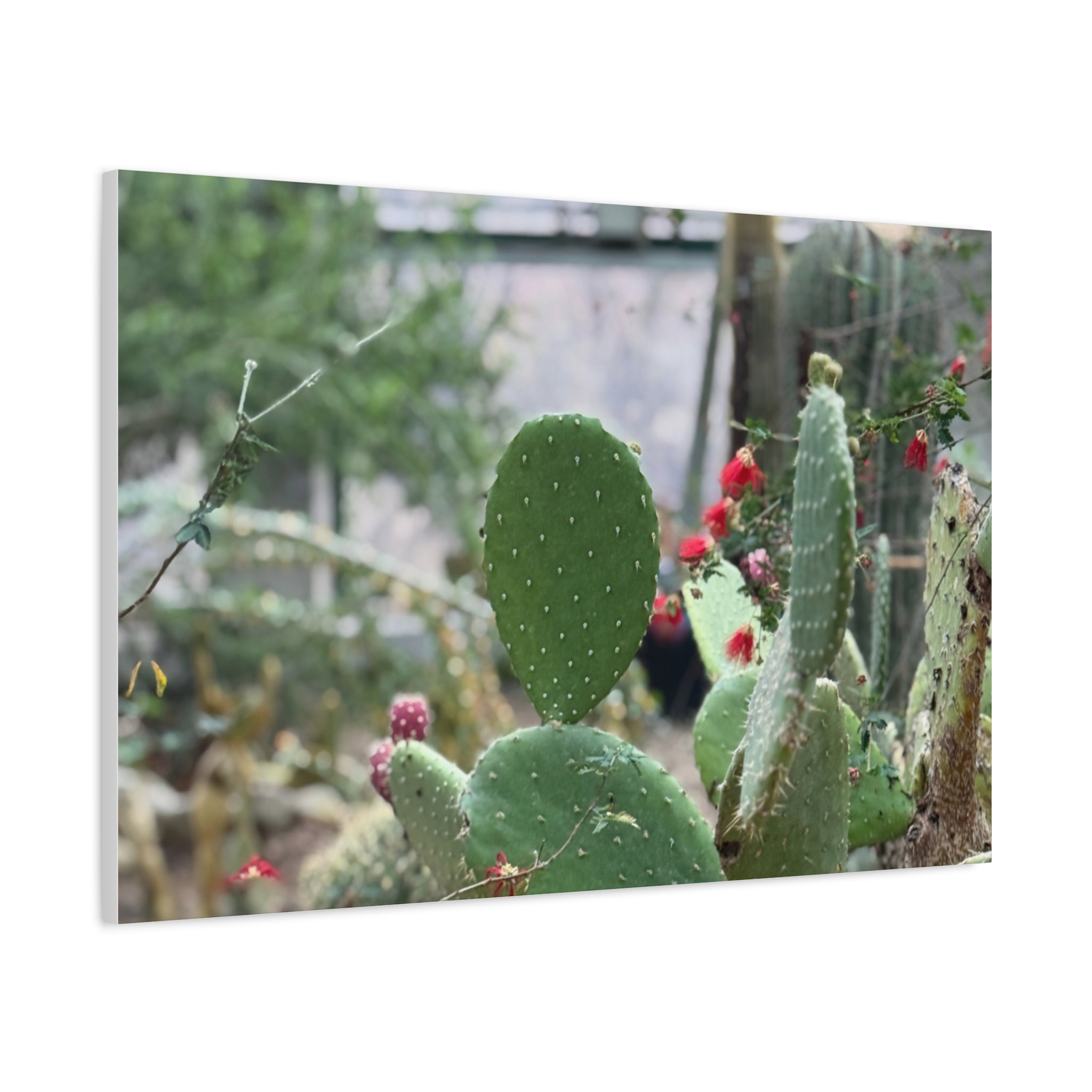 Cactus Matte Canvas Wall Art, Nature Decor, Southwestern Room Design, Green Plant Prints, Home and Office Wall Decor