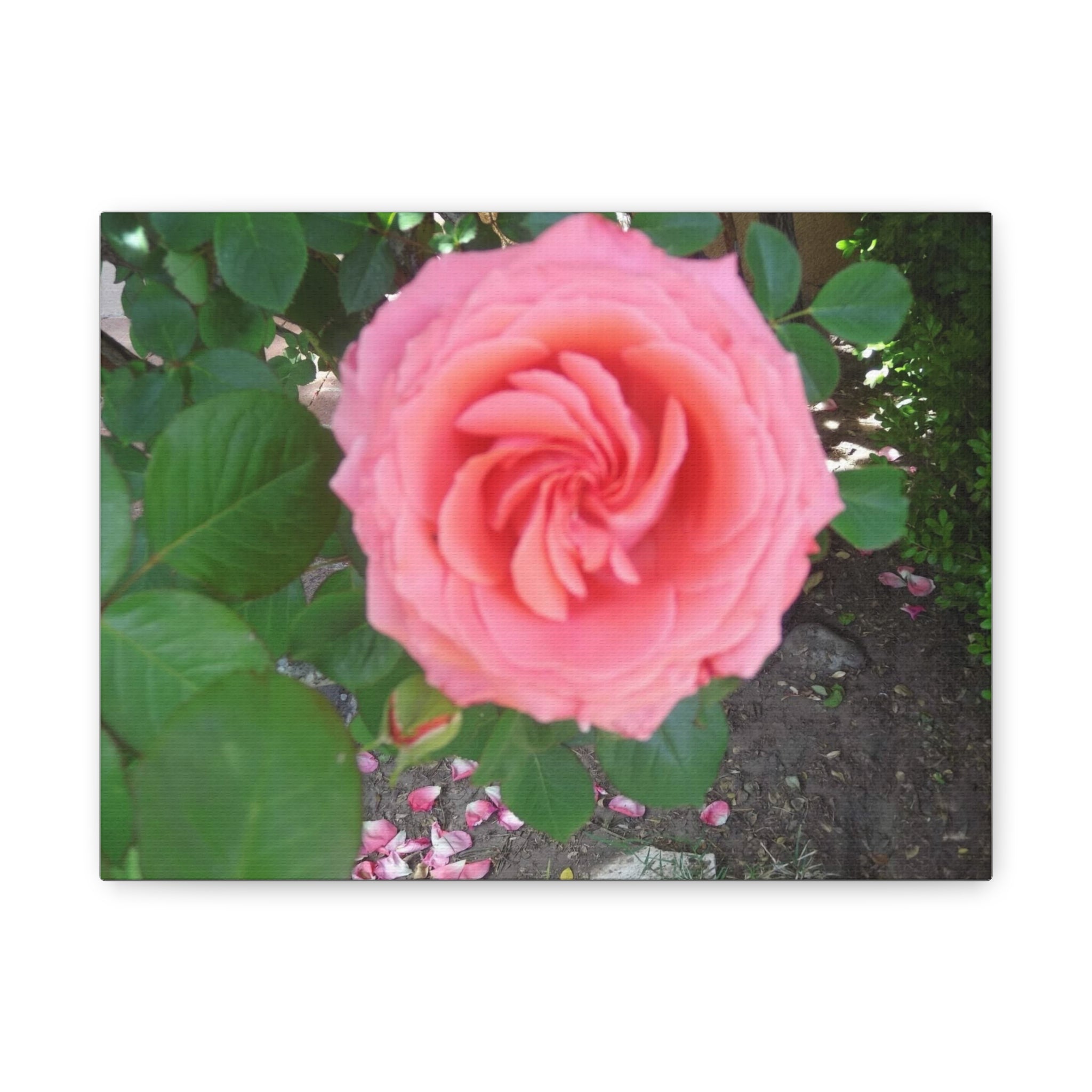 Pink Rose Canvas Wall Art, Floral Decor for Home, Perfect Gift for Nature Lovers, Elegant Wall Hanging, Mother's Day Decoration