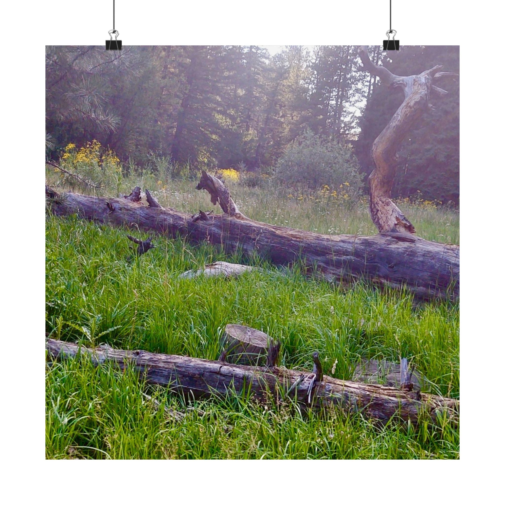 Nature-Inspired Matte Vertical Posters, Wall Art Decor, Forest Photo Prints, Home Aesthetic, Gift for Nature Lovers