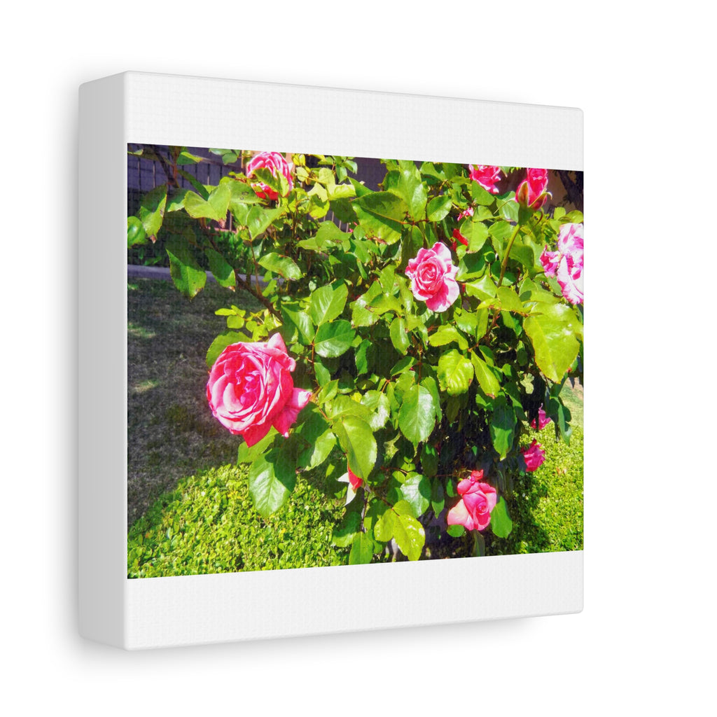 Floral Canvas Wall Art, Pink Rose Decor, Home Gallery Piece, Flower Photography, Garden Wall Decor, Floral Print