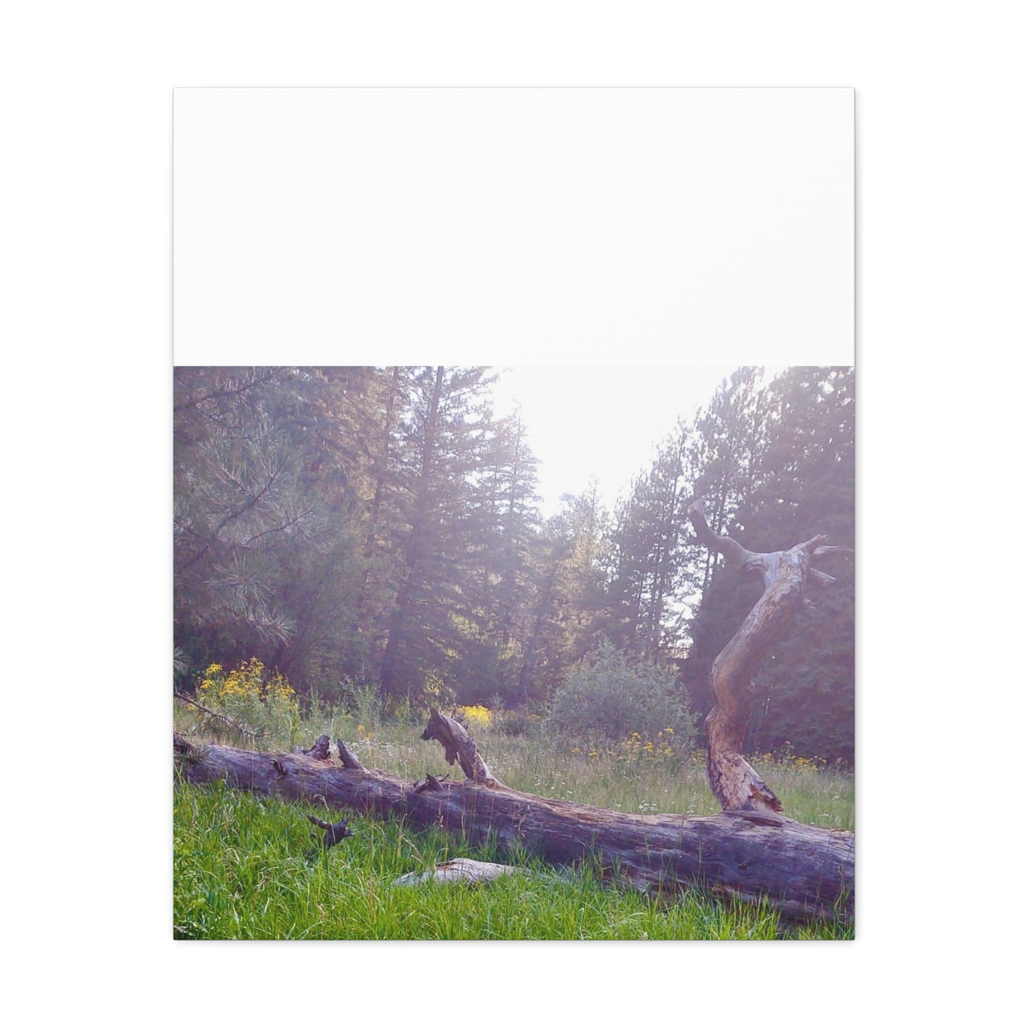 Matte Canvas Wall Art - Serene Nature Scene, Perfect for Home Decor, Gift for Nature Lovers, Office Wall Decoration, Rustic Art Print