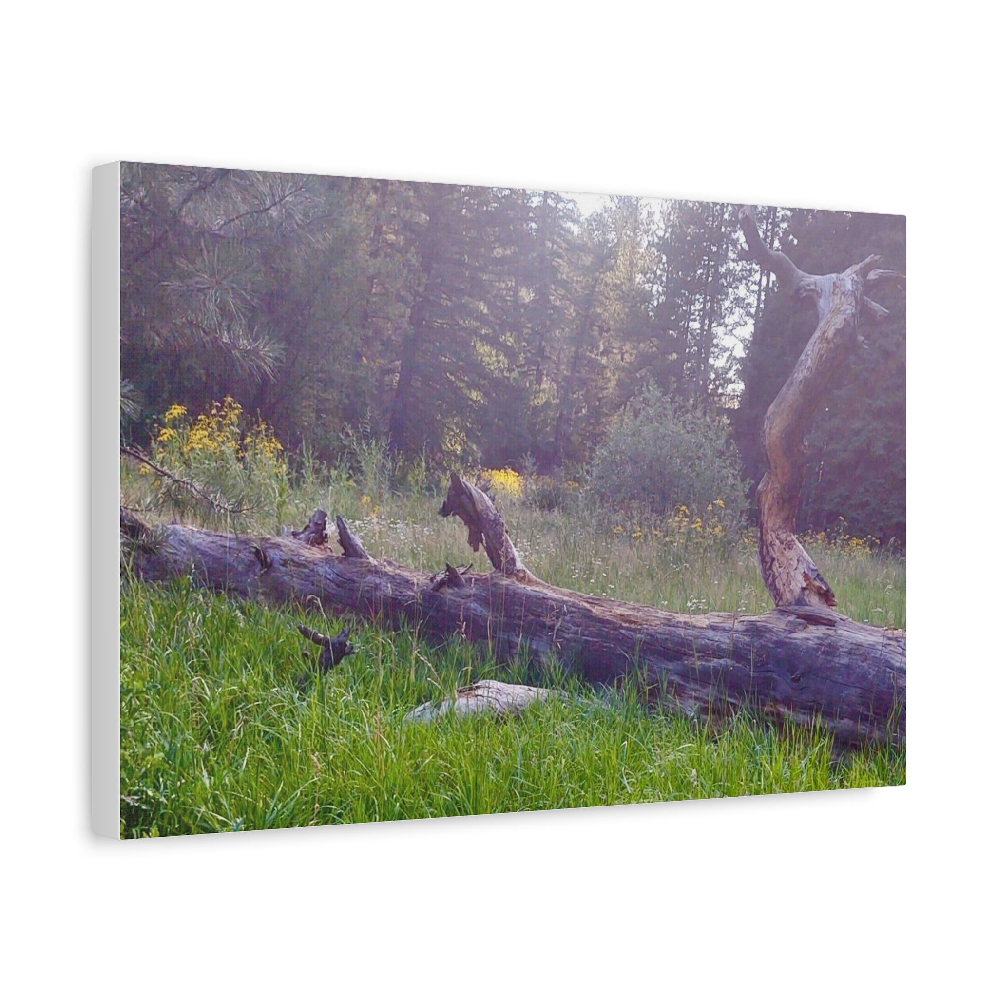 Matte Canvas Wall Art - Serene Nature Scene, Perfect for Home Decor, Gift for Nature Lovers, Office Wall Decoration, Rustic Art Print