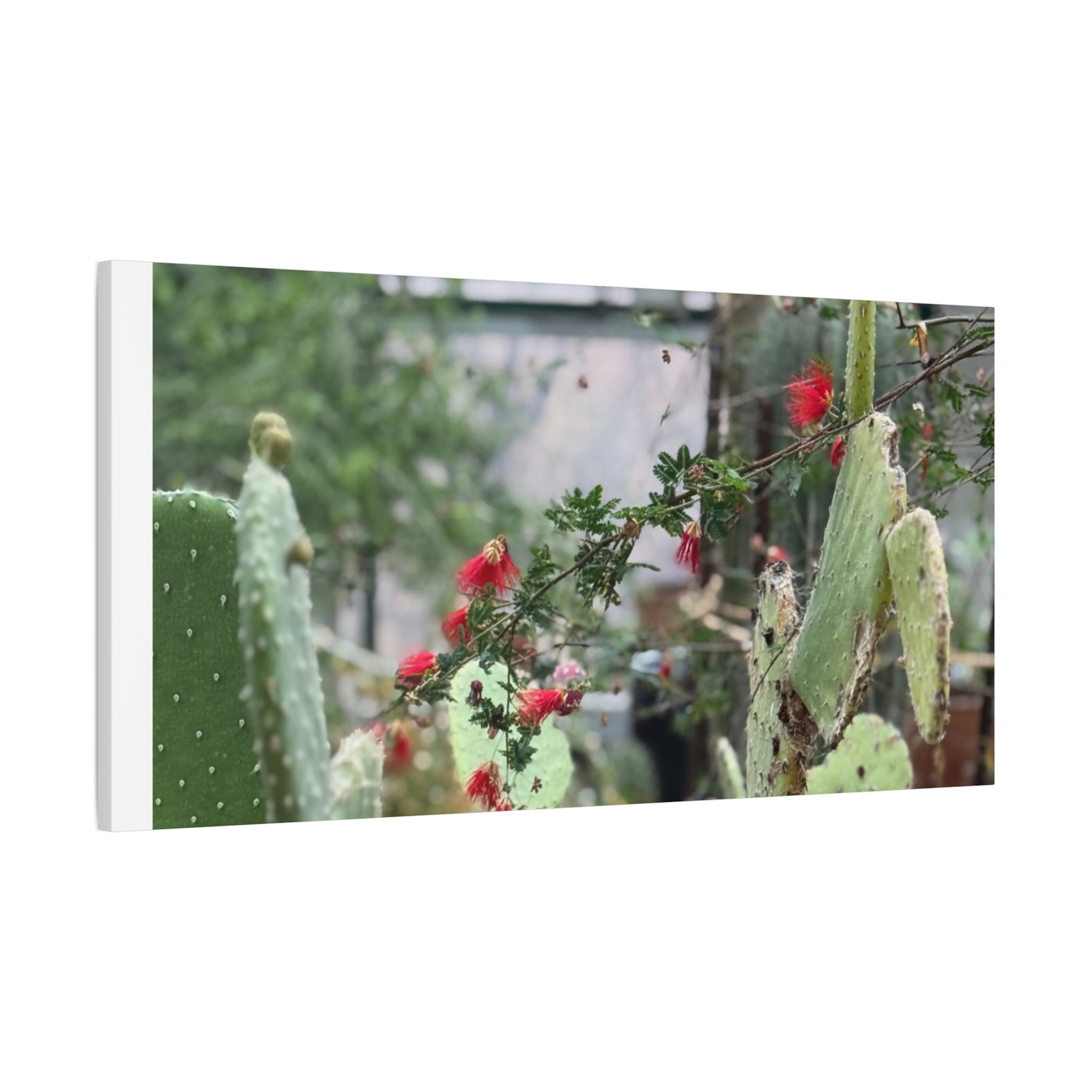 Cactus Wall Art Print, Nature Home Decor, Bohemian Style Artwork, Botanical Gift, Succulent Canvas