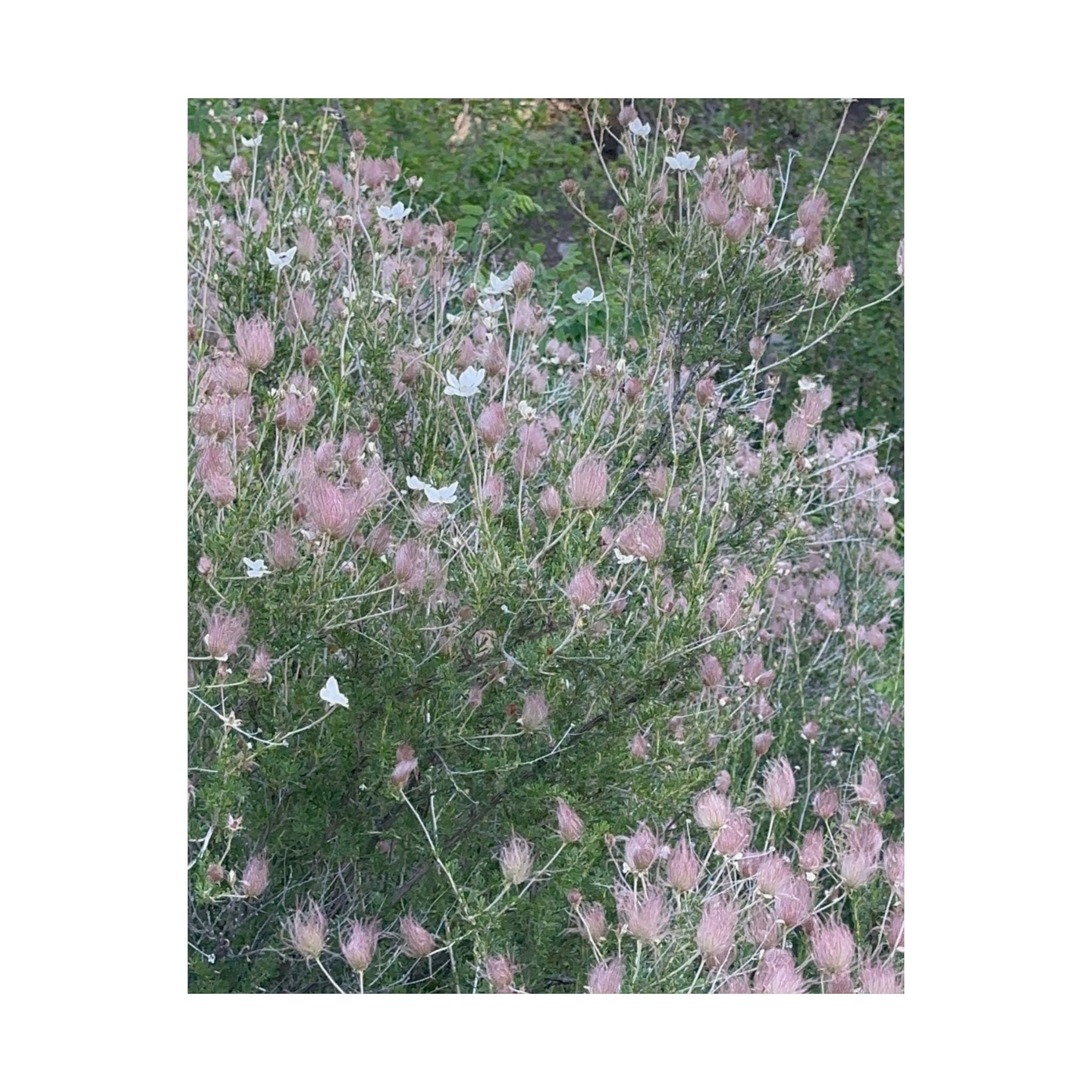 Botanical Vertical Art Print, Pink Floral Poster for Home Decor, Flower Wall Art, Nature-Inspired Artwork, Gift for Garden Lovers