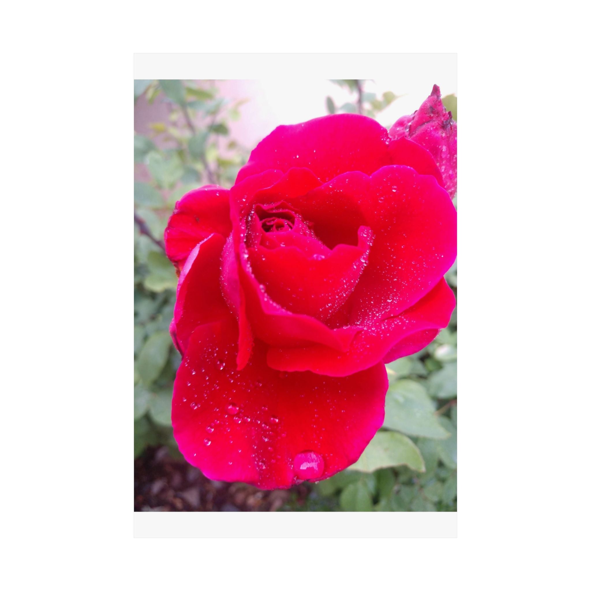 Vibrant Floral Matte Poster, Home Decor, Wall Art, Gift for Her, Red Rose Print, Botanical Wall Art, Romantic Decoration