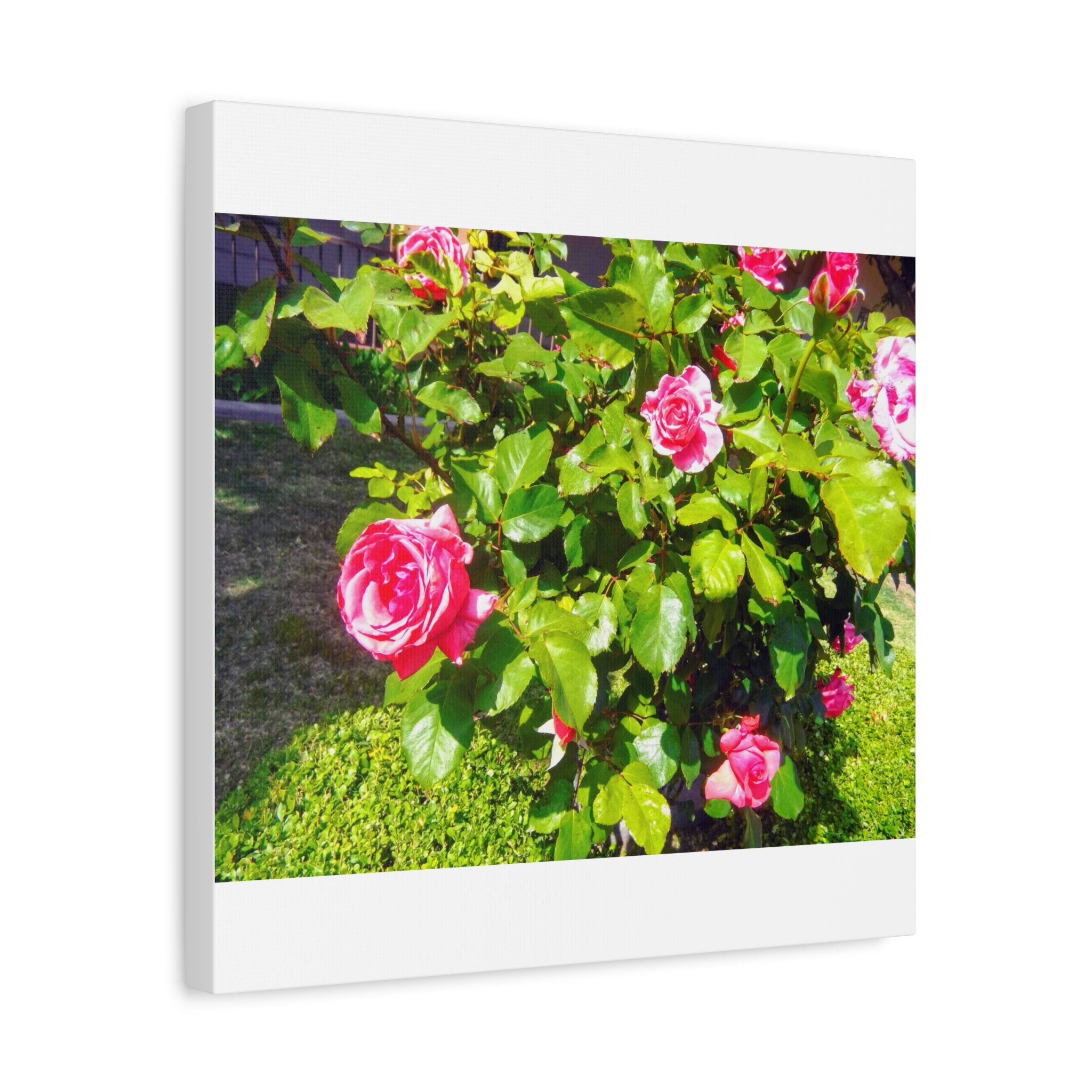 Floral Canvas Wall Art, Pink Rose Decor, Home Gallery Piece, Flower Photography, Garden Wall Decor, Floral Print