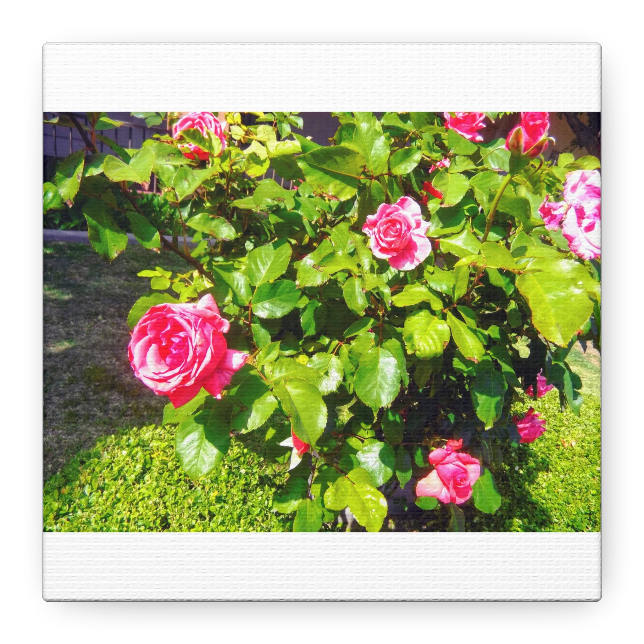 Floral Canvas Wall Art, Pink Rose Decor, Home Gallery Piece, Flower Photography, Garden Wall Decor, Floral Print