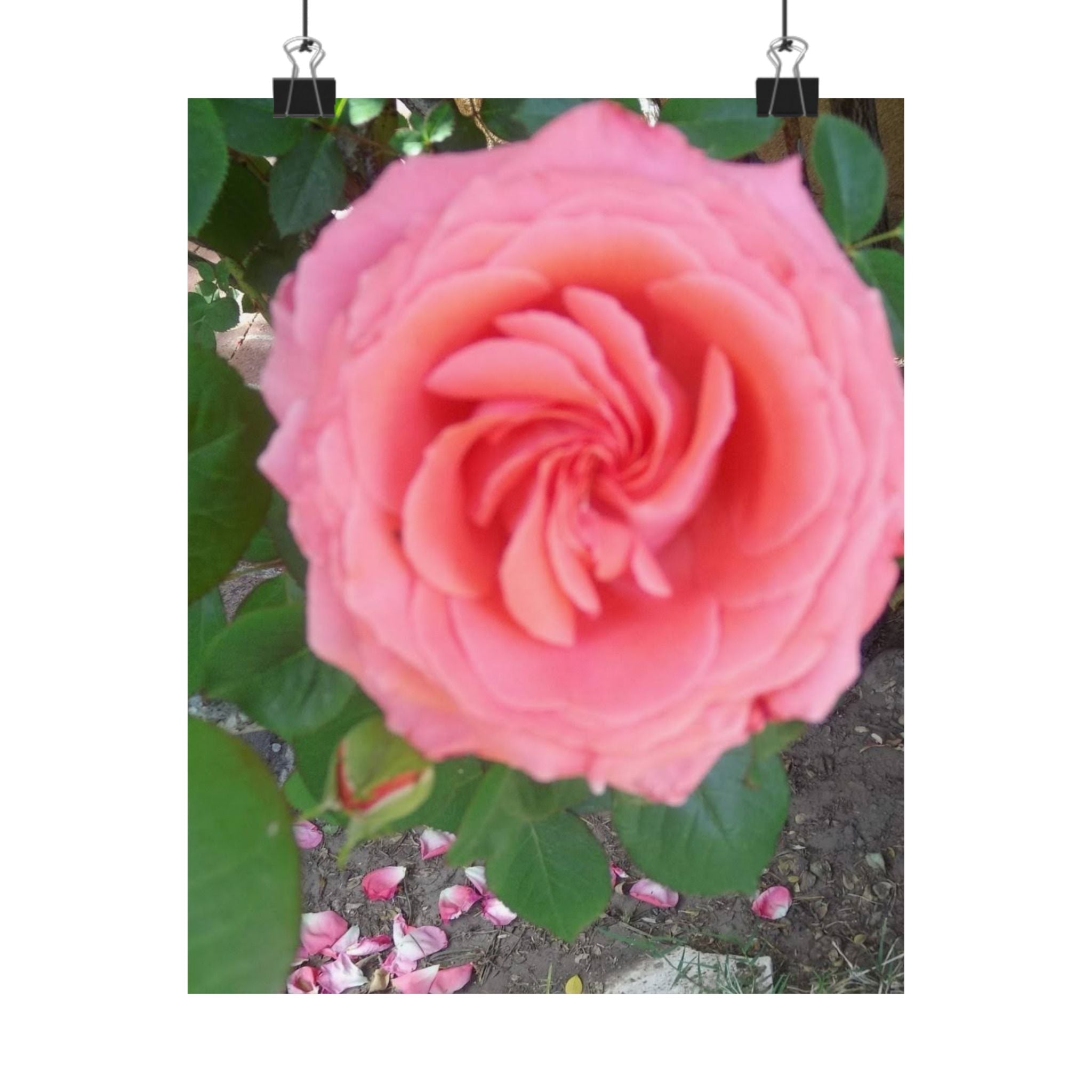 Beautiful Pink Rose Vertical Poster – Floral Wall Art, Home Decor, Gift for Her, Botanical Print, Mother's Day Decoration