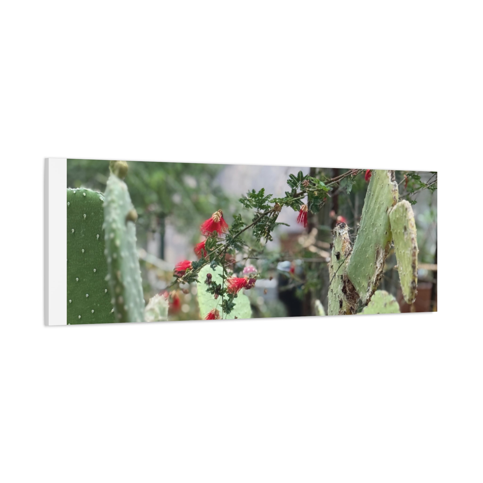 Cactus Wall Art Print, Nature Home Decor, Bohemian Style Artwork, Botanical Gift, Succulent Canvas