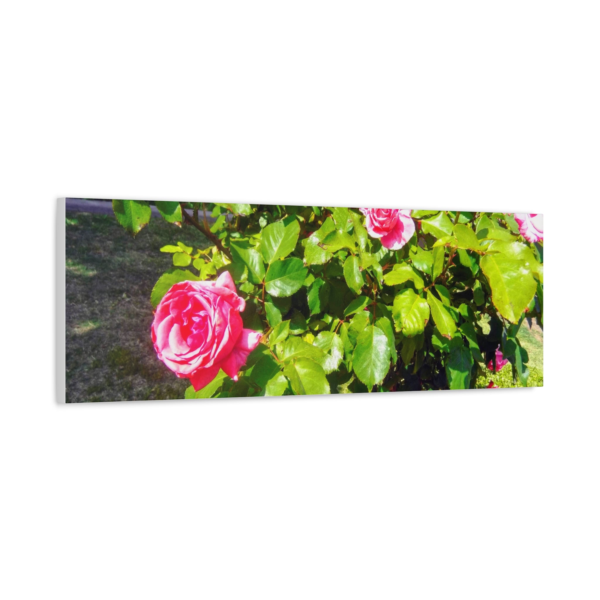 Floral Canvas Wall Art, Pink Rose Decor, Home Gallery Piece, Flower Photography, Garden Wall Decor, Floral Print