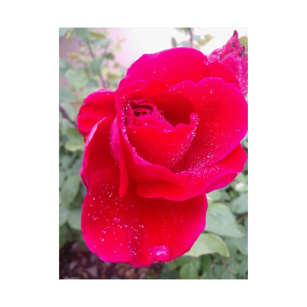 Vibrant Floral Matte Poster, Home Decor, Wall Art, Gift for Her, Red Rose Print, Botanical Wall Art, Romantic Decoration