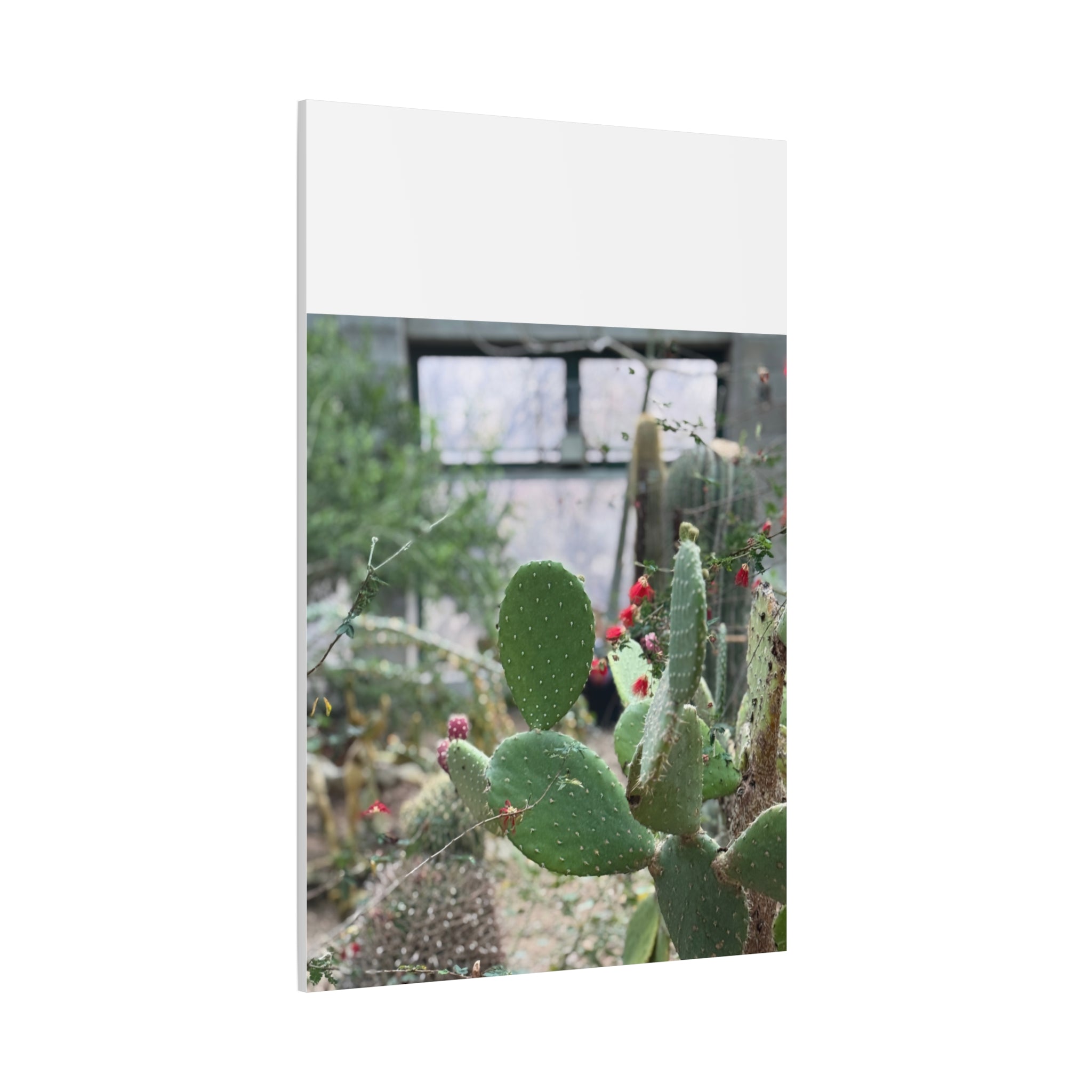 Cactus Matte Canvas Wall Art, Nature Decor, Southwestern Room Design, Green Plant Prints, Home and Office Wall Decor