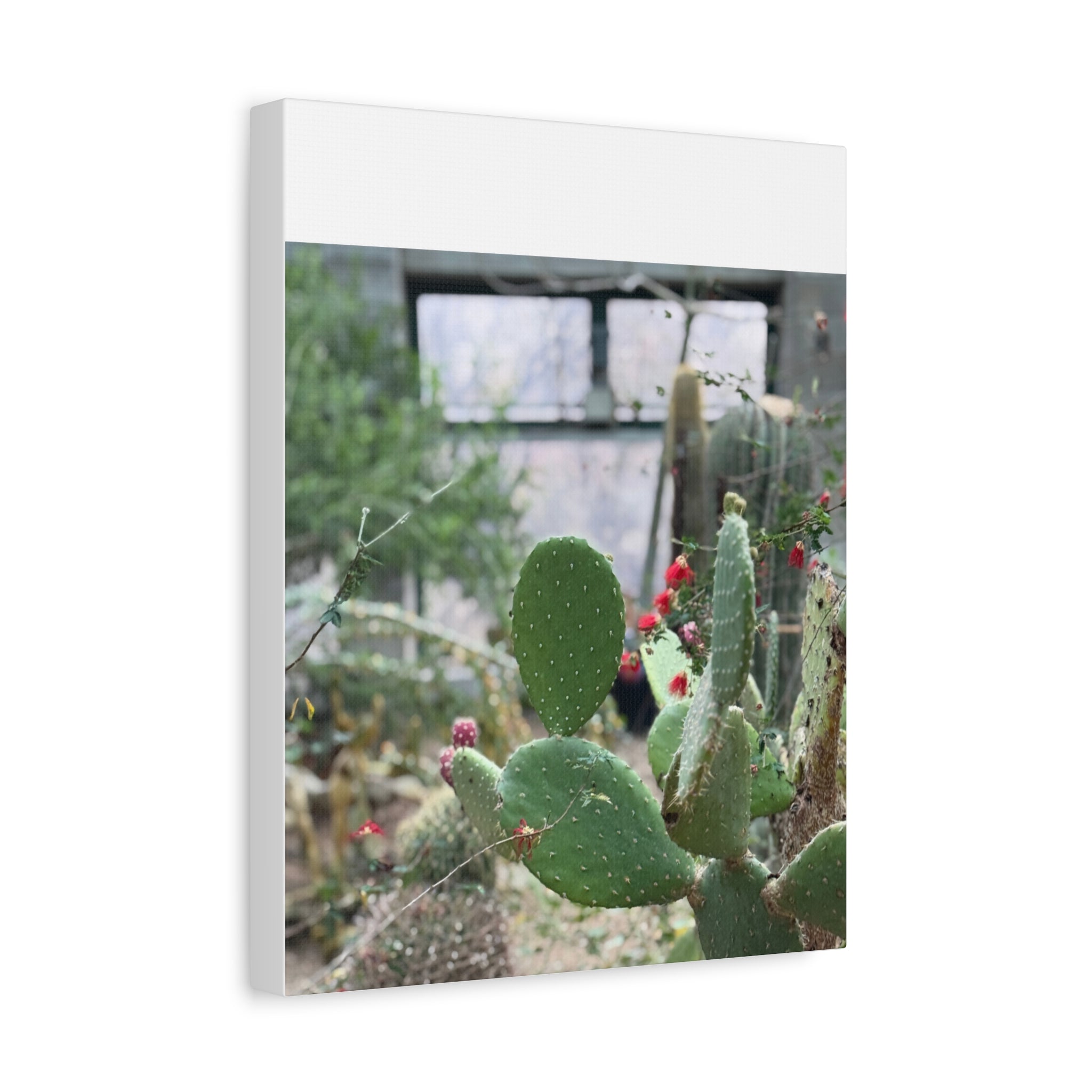 Cactus Matte Canvas Wall Art, Nature Decor, Southwestern Room Design, Green Plant Prints, Home and Office Wall Decor