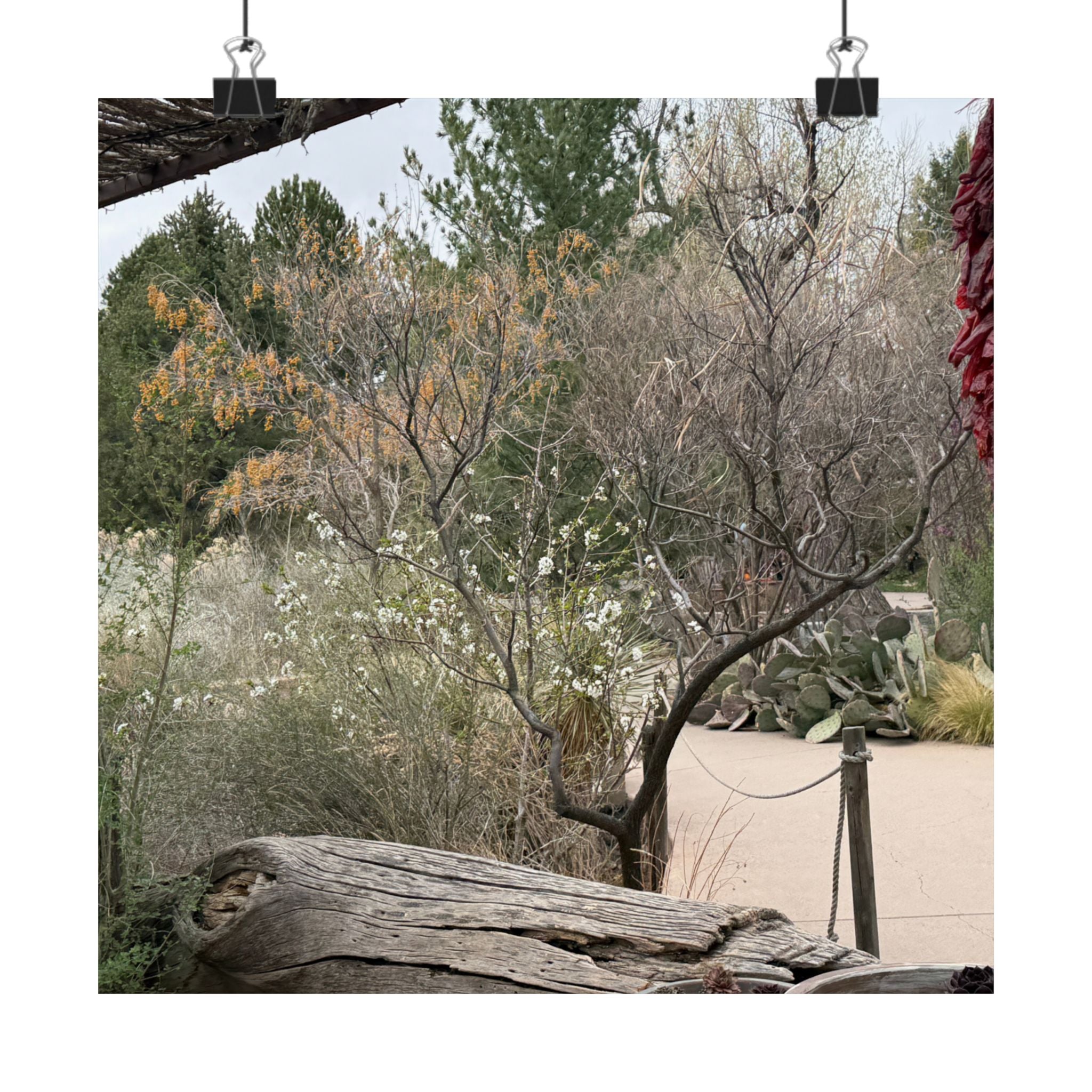 Matte Vertical Posters | Nature-Inspired Wall Art, Rustic Decor, Home Aesthetic, Gift for Nature Lovers, Bohemian Poster Prints