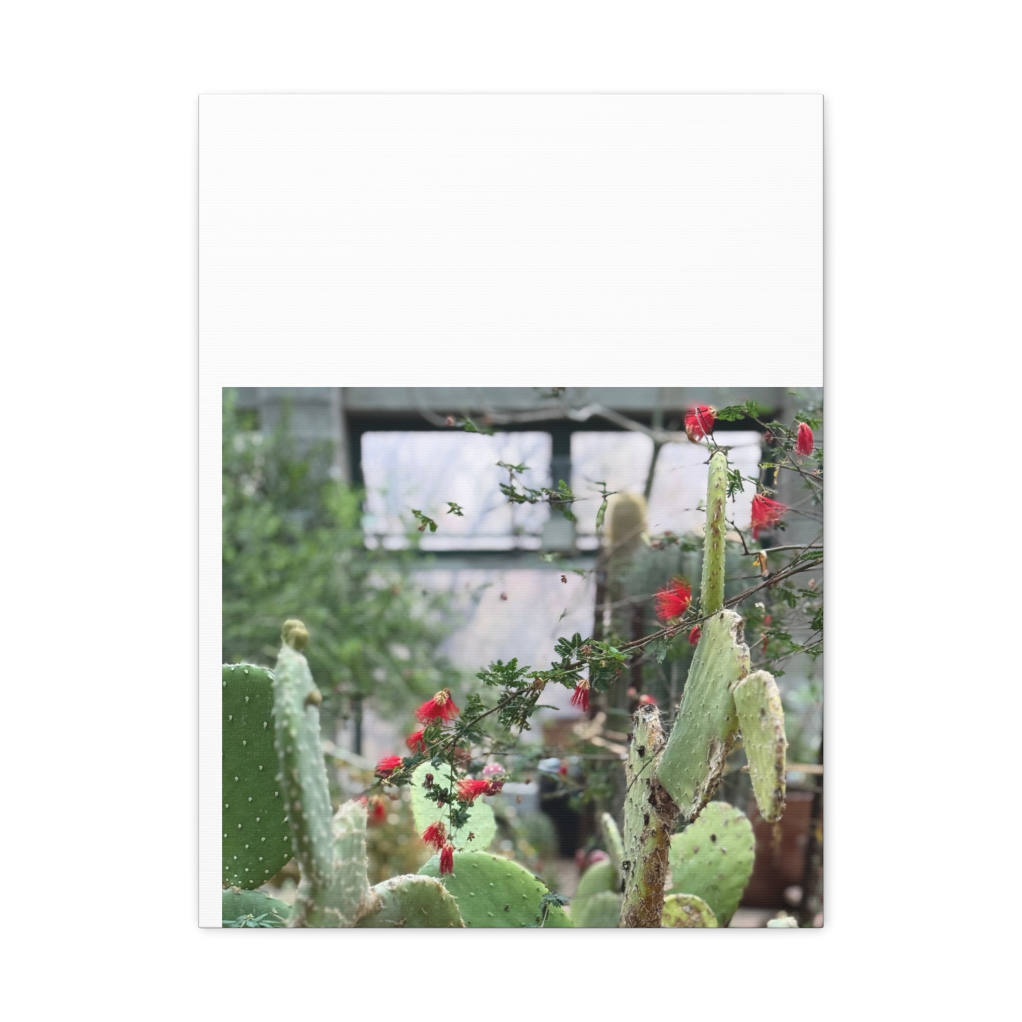 Cactus Wall Art Print, Nature Home Decor, Bohemian Style Artwork, Botanical Gift, Succulent Canvas