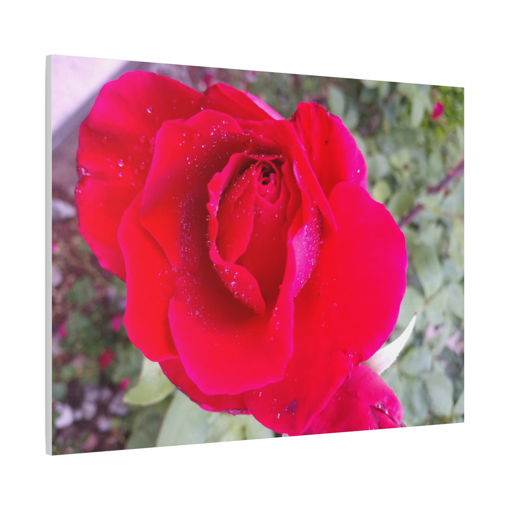 Vibrant Floral Canvas Art, Elegant Wall Decor, Perfect for Home, Gifts, Mother's Day, and Weddings