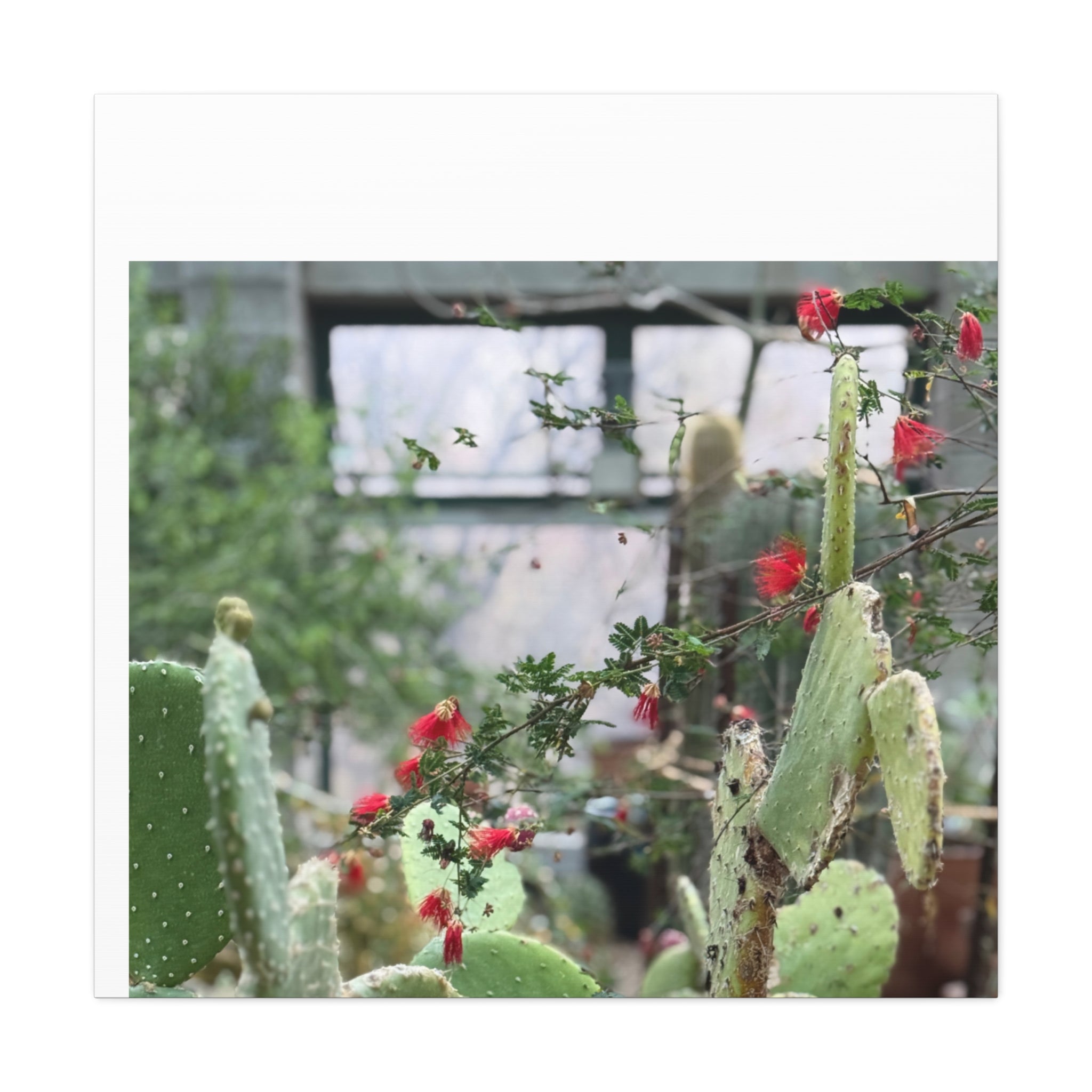 Cactus Wall Art Print, Nature Home Decor, Bohemian Style Artwork, Botanical Gift, Succulent Canvas