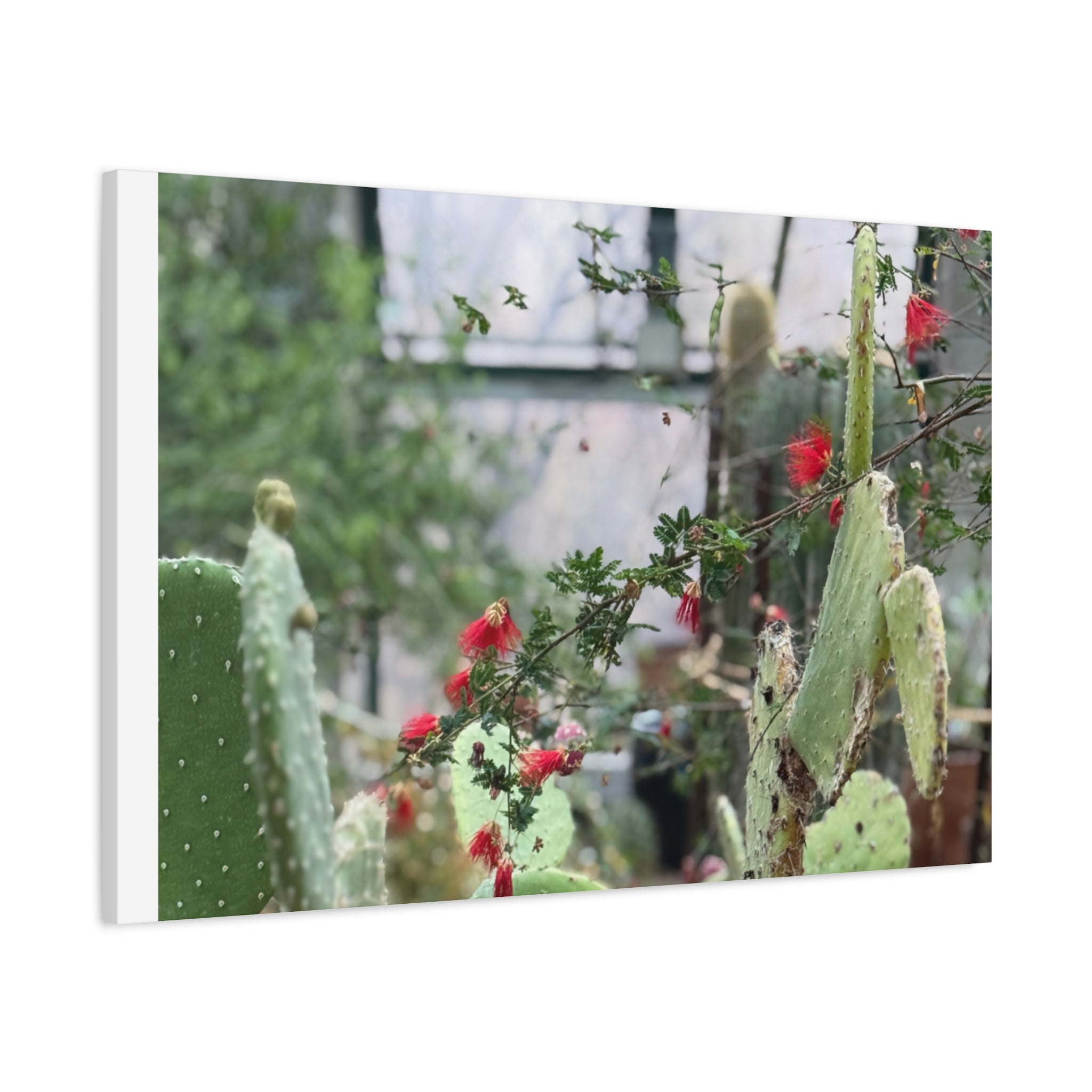 Cactus Wall Art Print, Nature Home Decor, Bohemian Style Artwork, Botanical Gift, Succulent Canvas