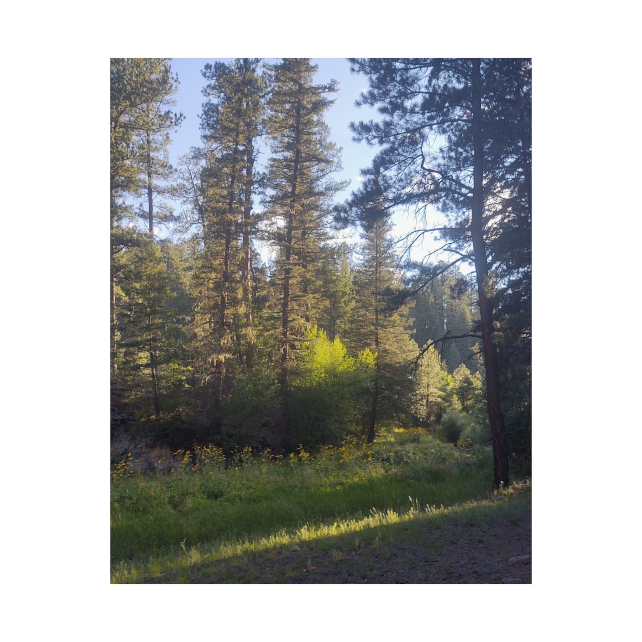 Nature-Inspired Matte Vertical Posters, Forest Wall Art, Home Décor, Greenery Prints, Gifts for Nature Lovers, Nature Photography