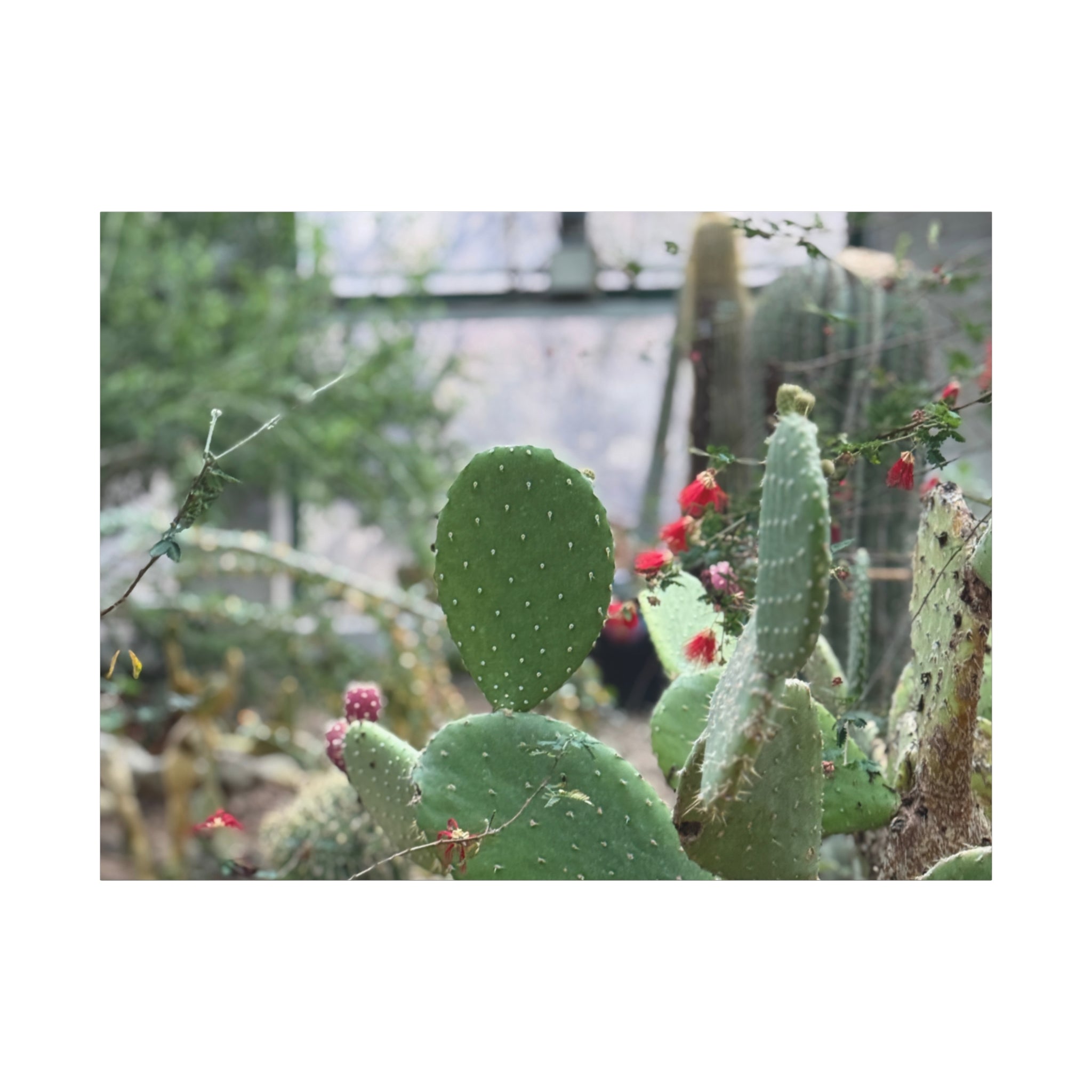 Cactus Matte Canvas Wall Art, Nature Decor, Southwestern Room Design, Green Plant Prints, Home and Office Wall Decor