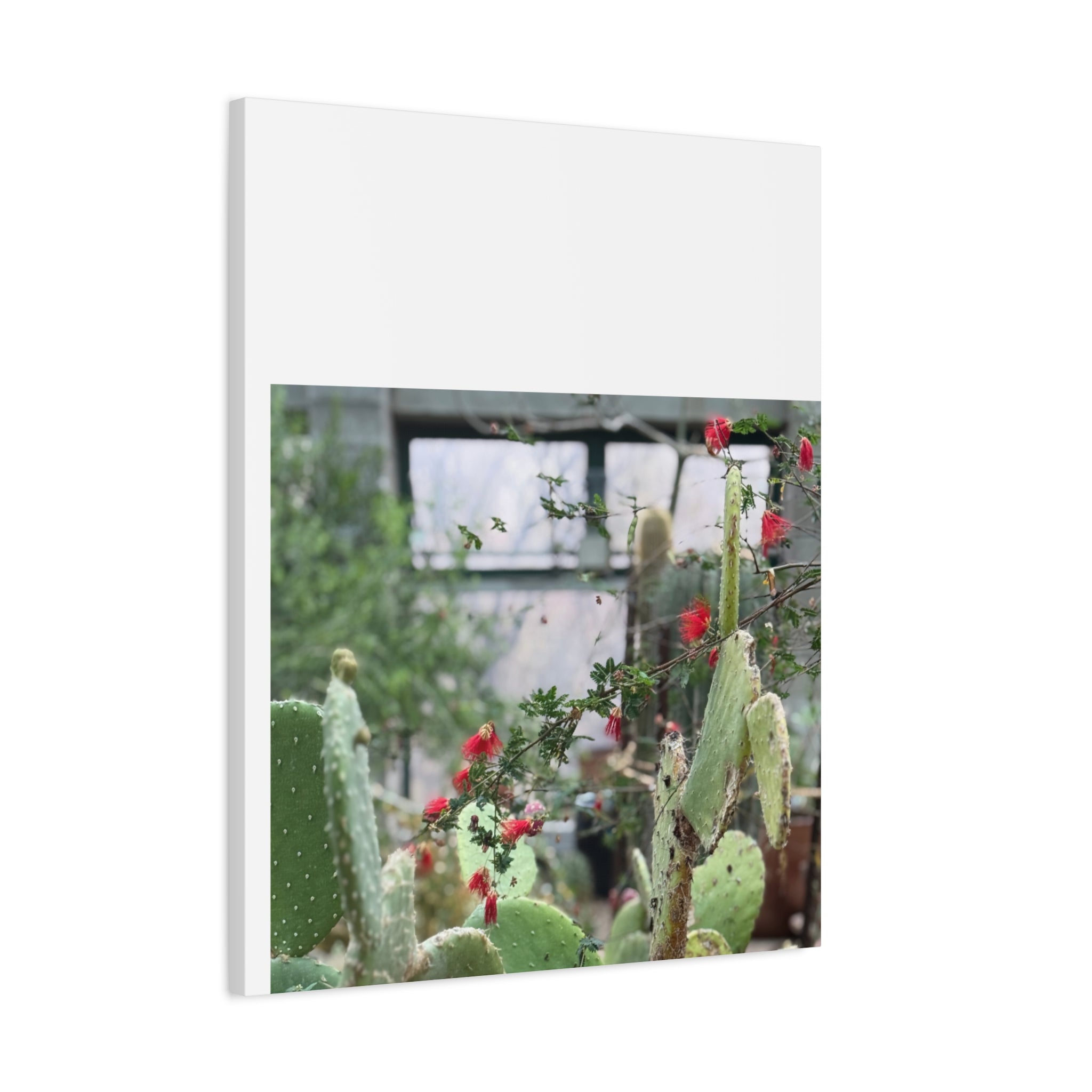 Cactus Wall Art Print, Nature Home Decor, Bohemian Style Artwork, Botanical Gift, Succulent Canvas