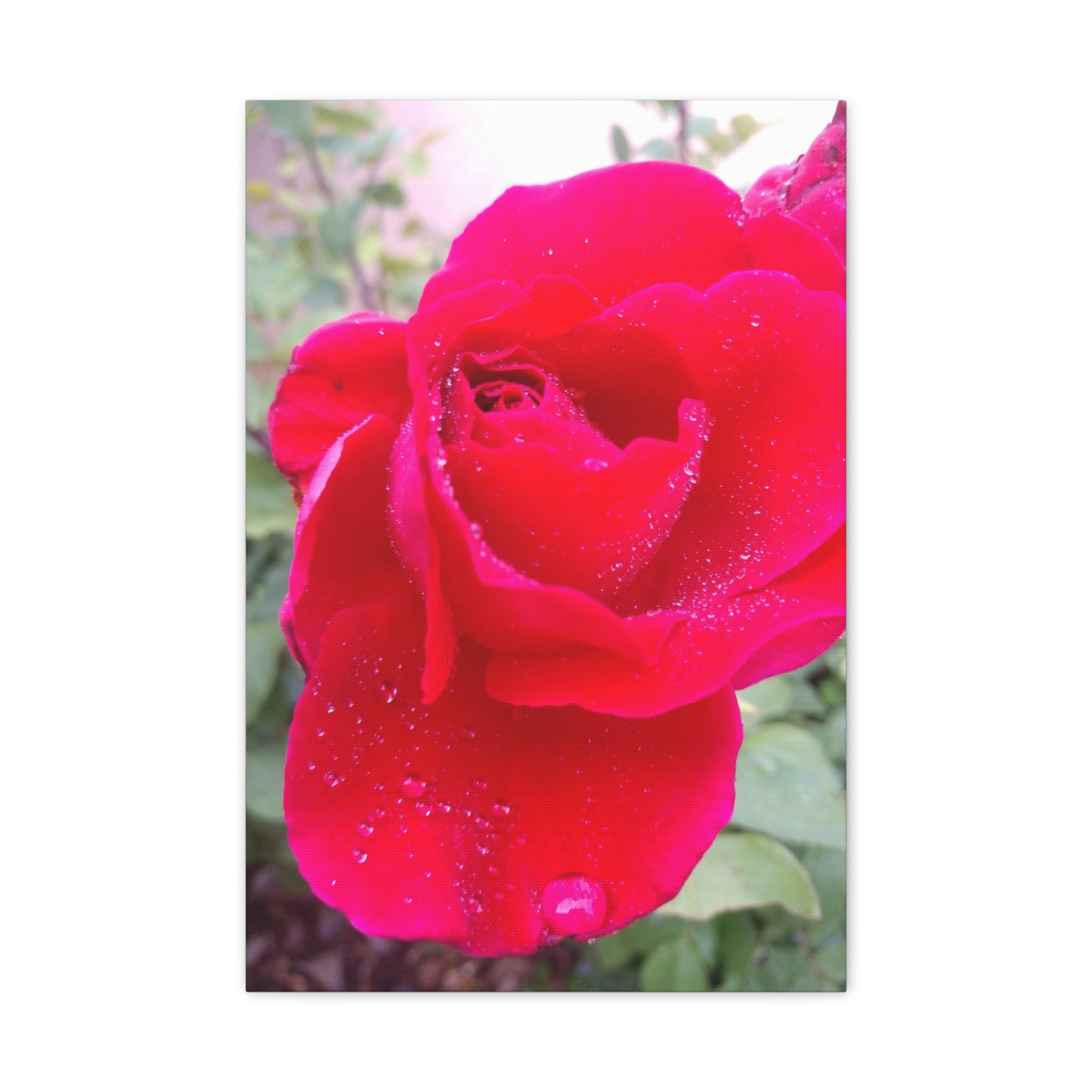 Stunning Floral Canvas Print, Home Decor, Wall Art, Gift for Flower Lovers, Red Rose Art, Mother's Day Gift