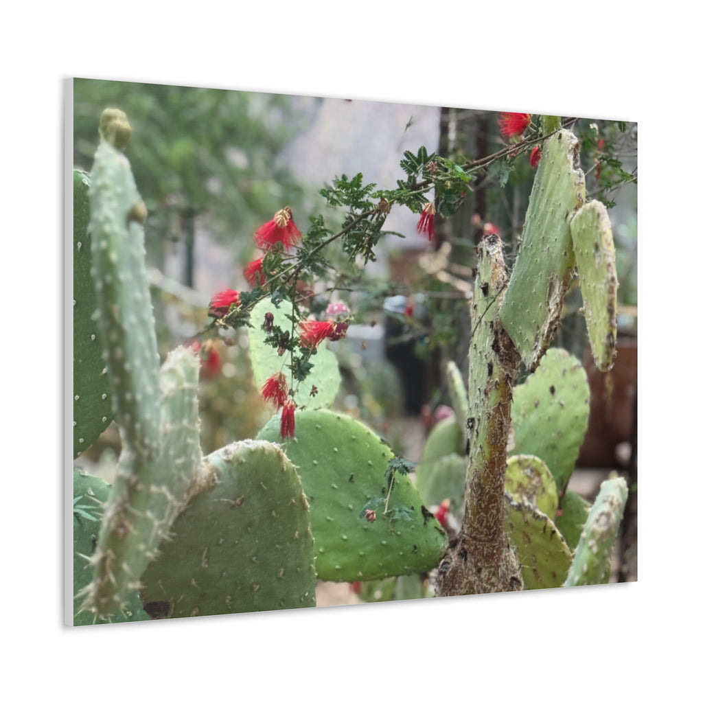 Cactus Artwork Print, Botanical Wall Decor, Succulent Canvas, Nature Lover Gift, Home Decoration