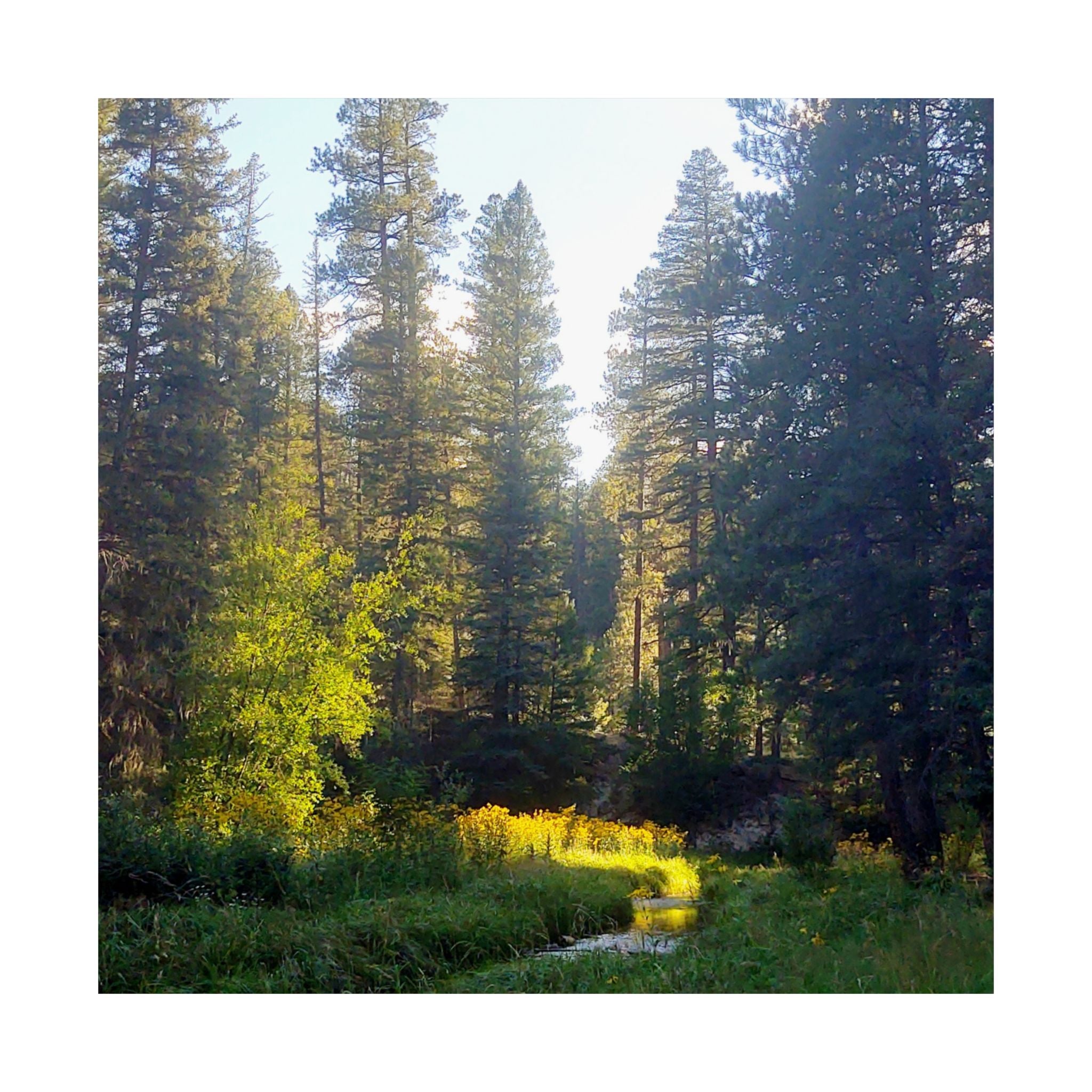 Serene Nature Poster, Wall Art Print, Forest Decor, Botanical Photography, Home Office Artwork