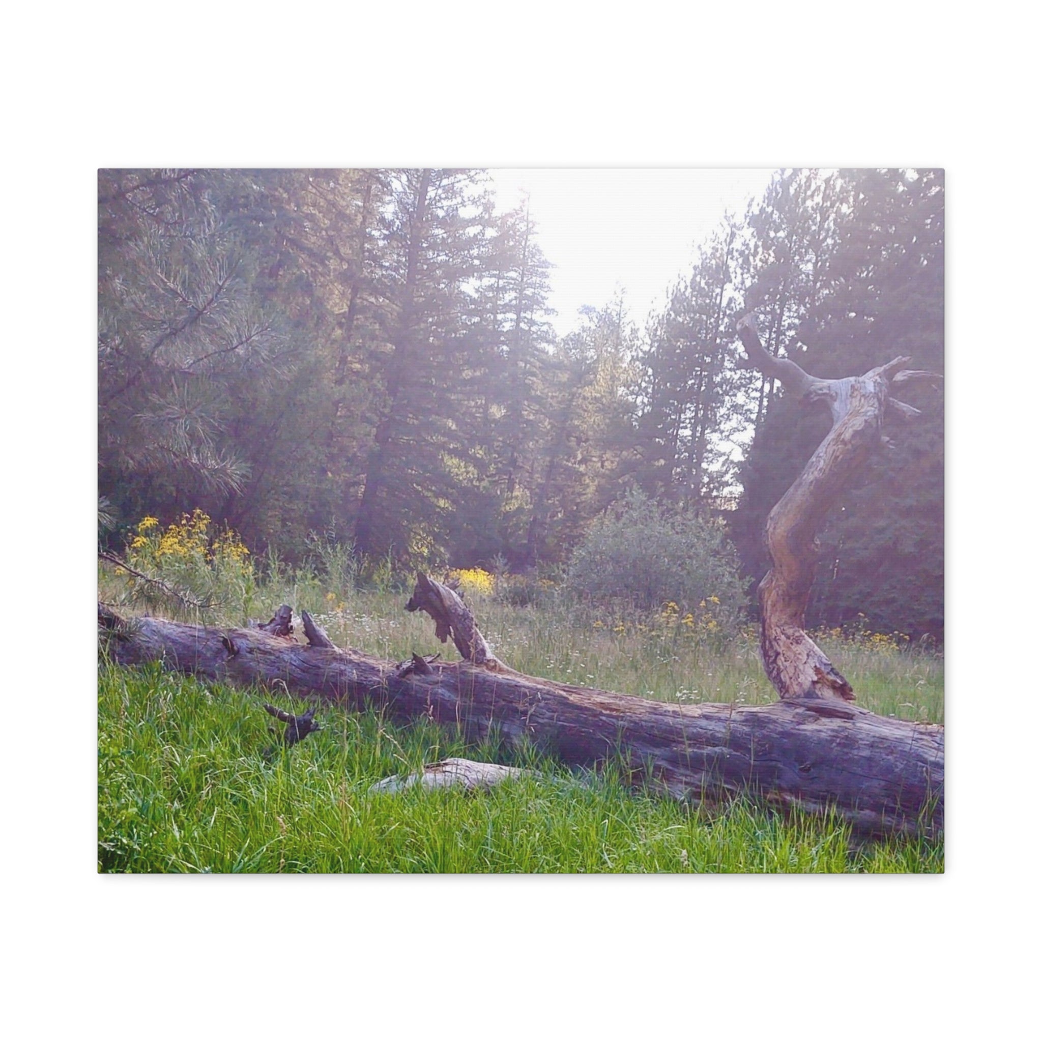 Matte Canvas Wall Art - Serene Nature Scene, Perfect for Home Decor, Gift for Nature Lovers, Office Wall Decoration, Rustic Art Print