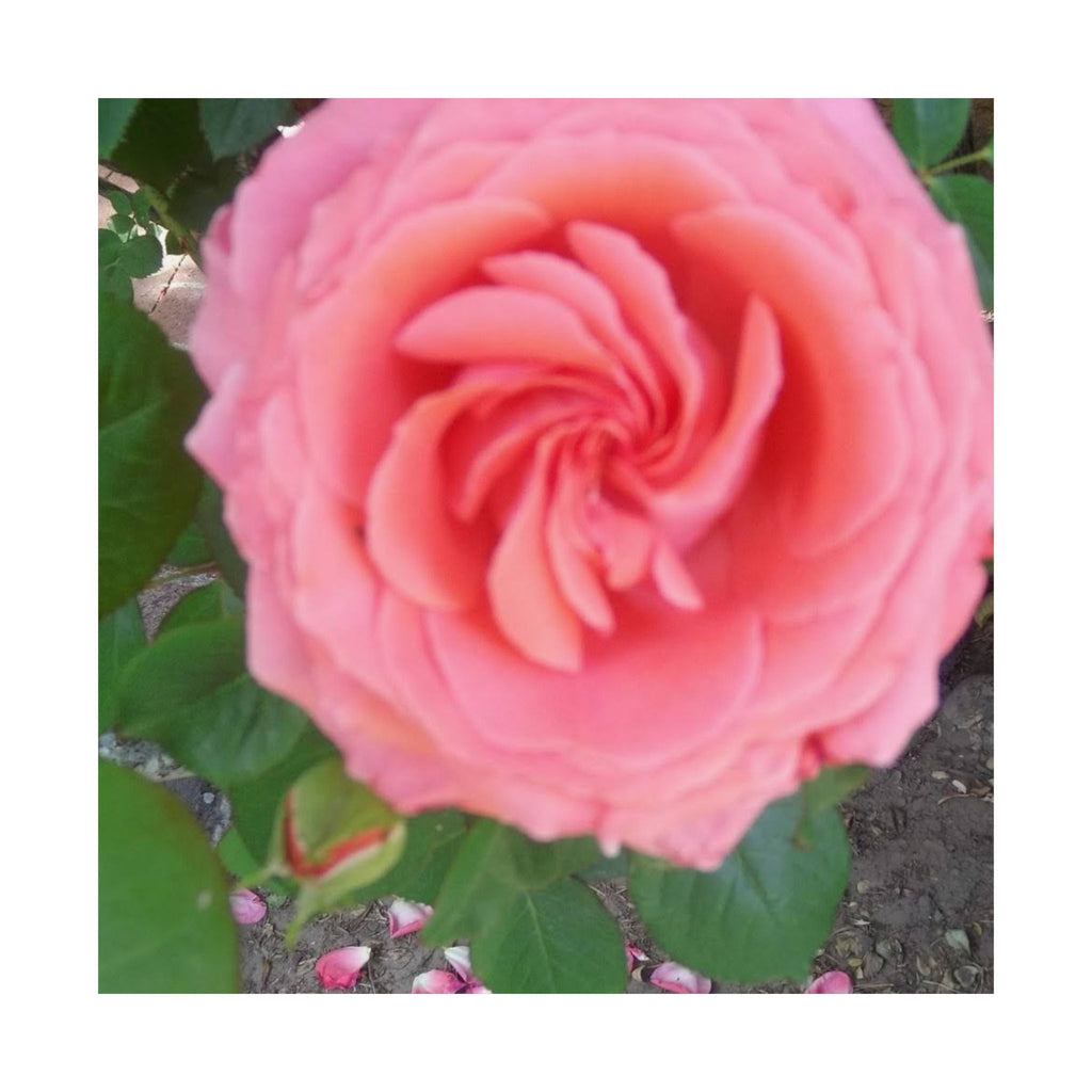 Beautiful Pink Rose Vertical Poster – Floral Wall Art, Home Decor, Gift for Her, Botanical Print, Mother's Day Decoration