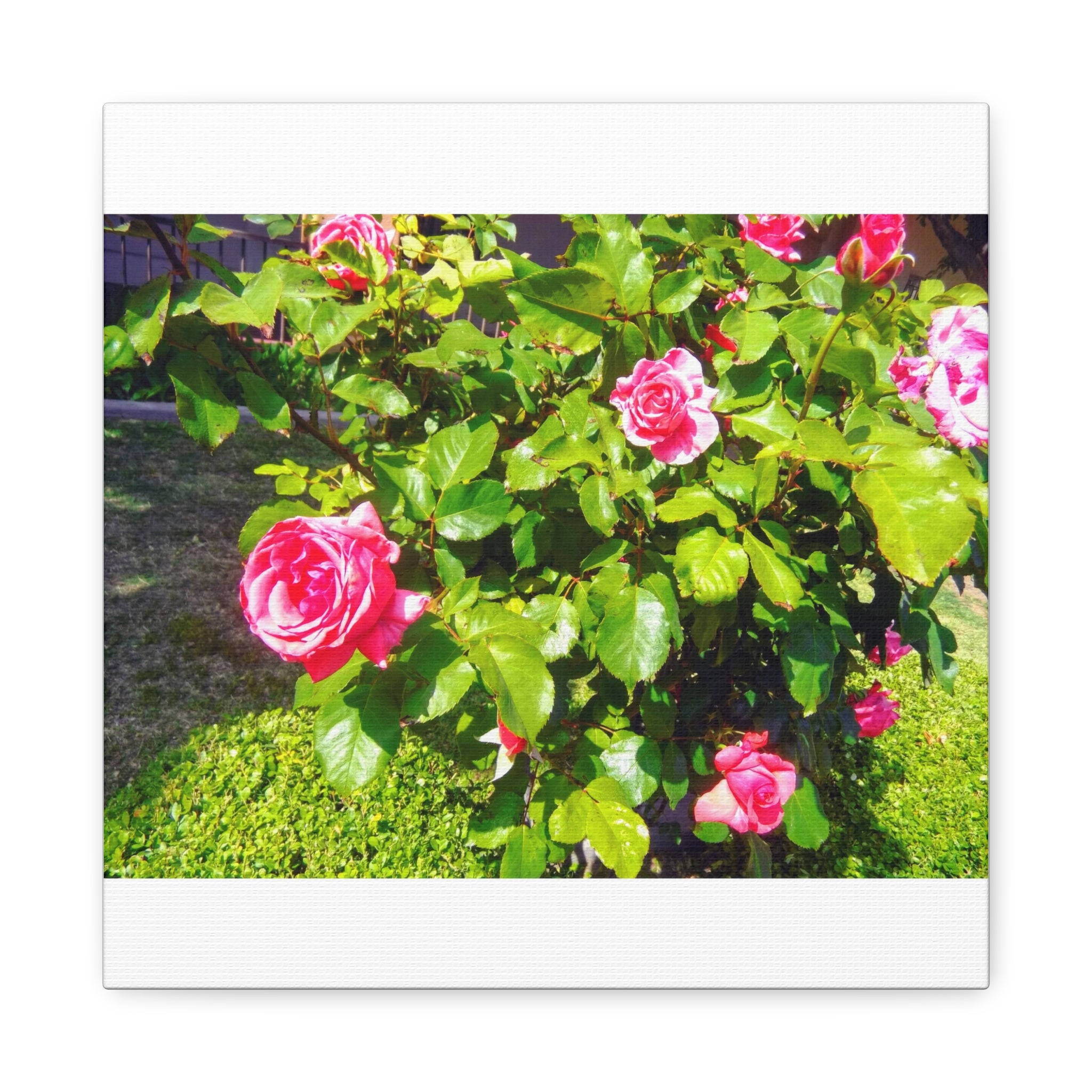 Floral Canvas Wall Art, Pink Rose Decor, Home Gallery Piece, Flower Photography, Garden Wall Decor, Floral Print