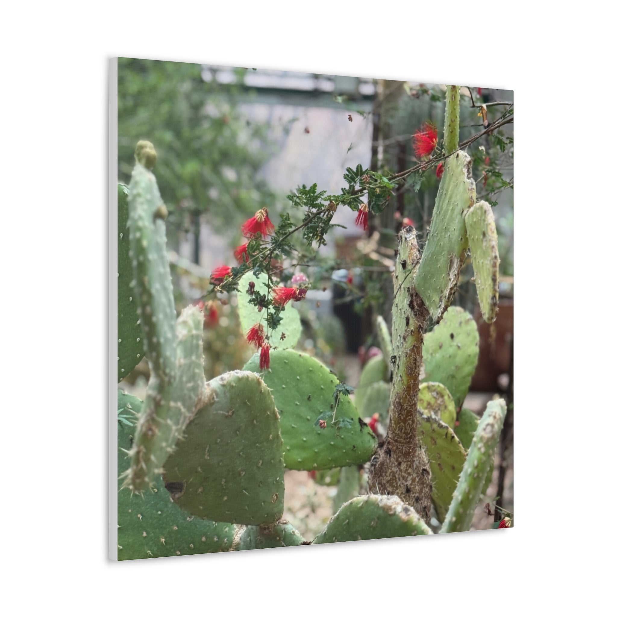 Cactus Artwork Print, Botanical Wall Decor, Succulent Canvas, Nature Lover Gift, Home Decoration