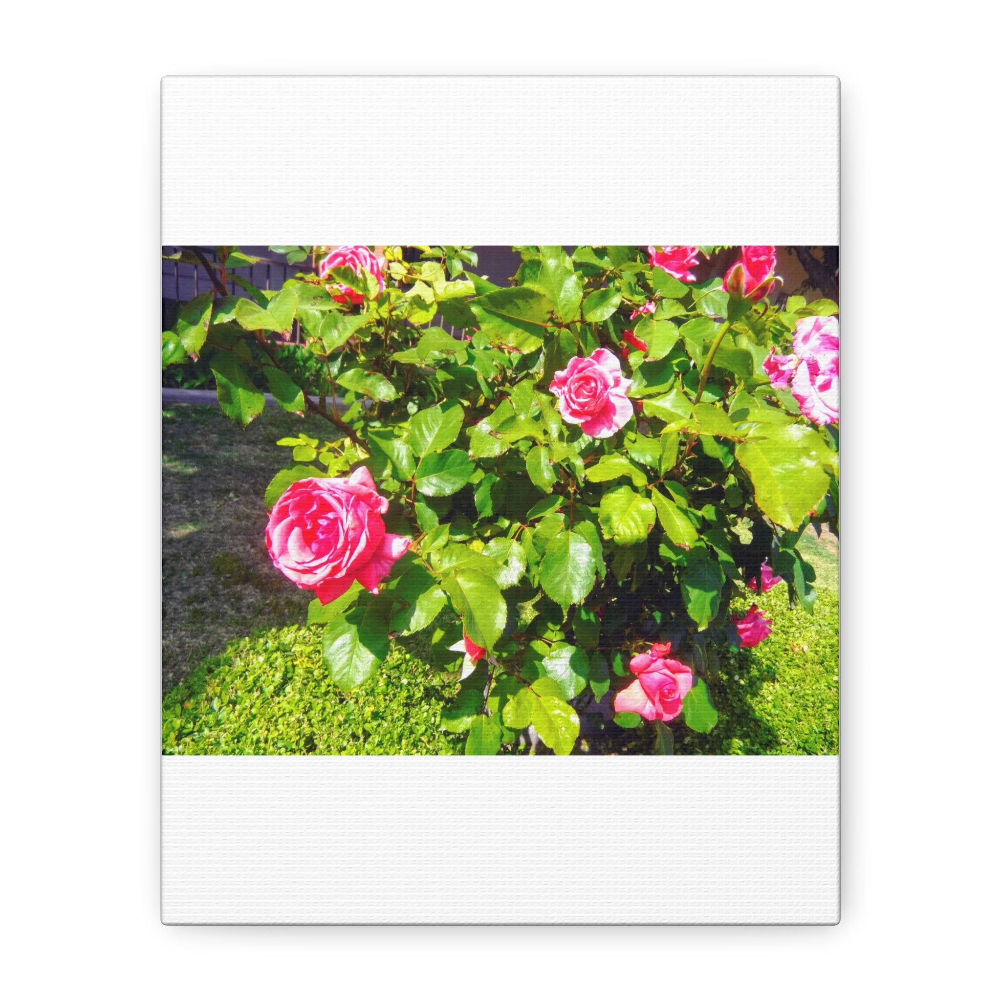 Floral Canvas Wall Art, Pink Rose Decor, Home Gallery Piece, Flower Photography, Garden Wall Decor, Floral Print