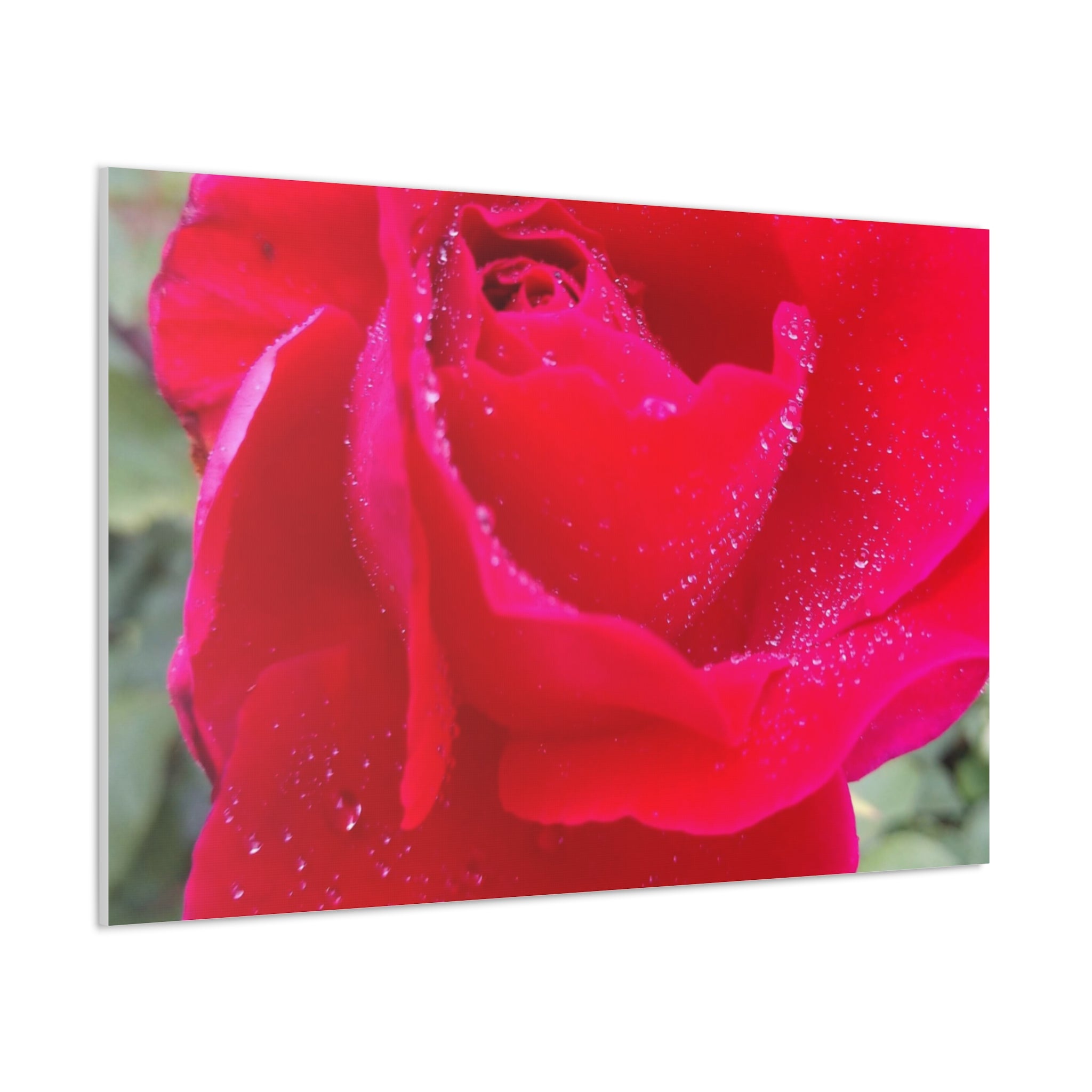 Stunning Floral Canvas Print, Home Decor, Wall Art, Gift for Flower Lovers, Red Rose Art, Mother's Day Gift