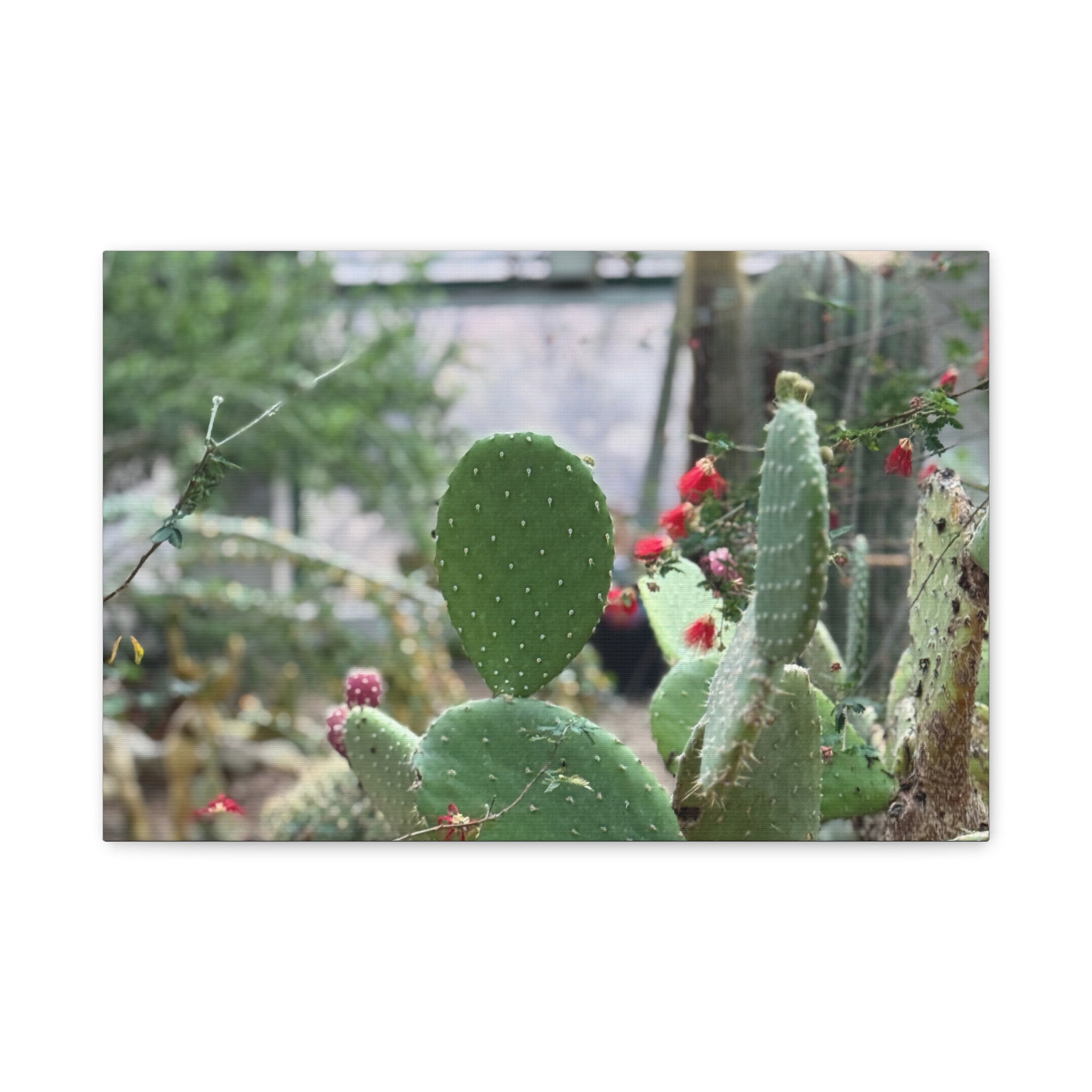 Cactus Matte Canvas Wall Art, Nature Decor, Southwestern Room Design, Green Plant Prints, Home and Office Wall Decor