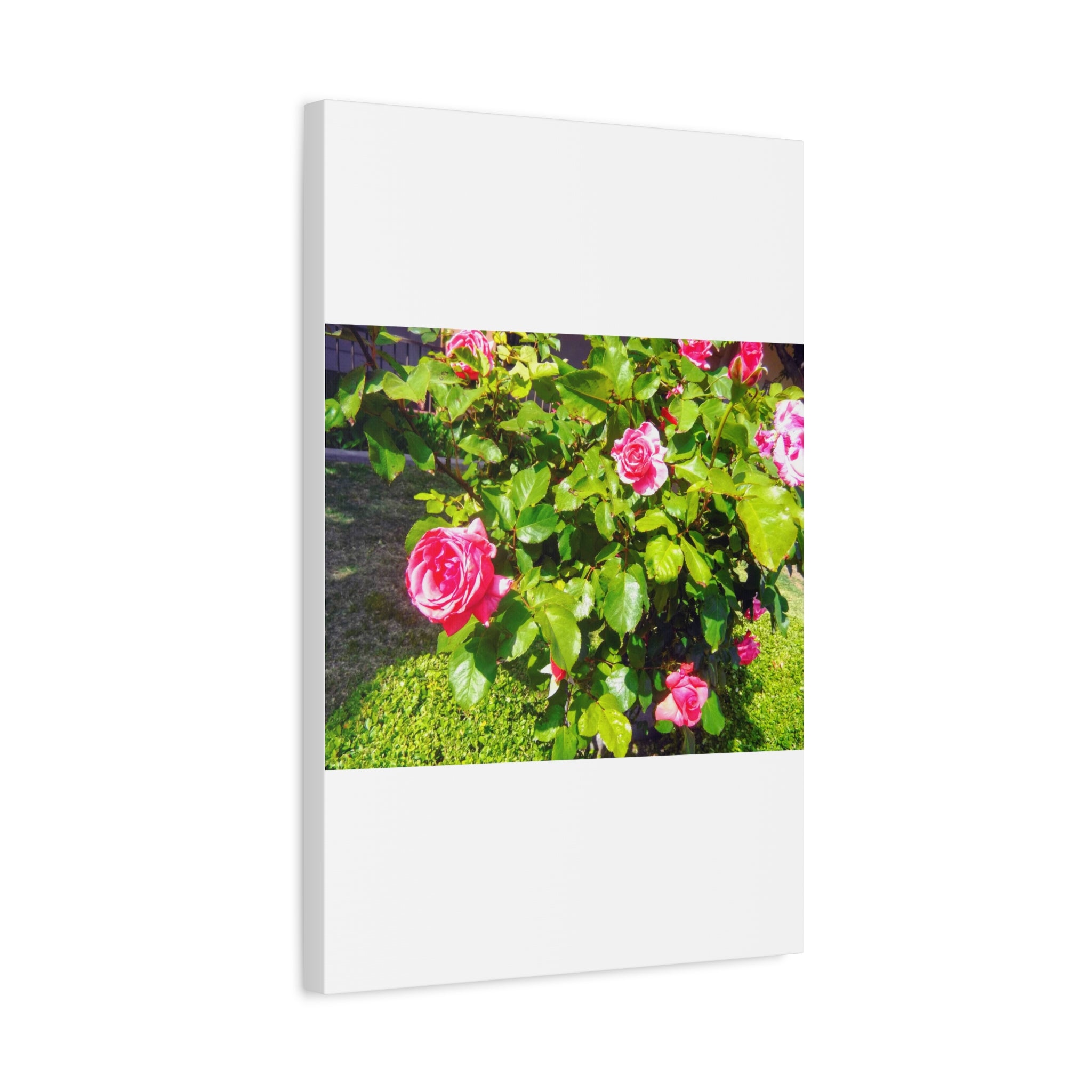 Floral Canvas Wall Art, Pink Rose Decor, Home Gallery Piece, Flower Photography, Garden Wall Decor, Floral Print