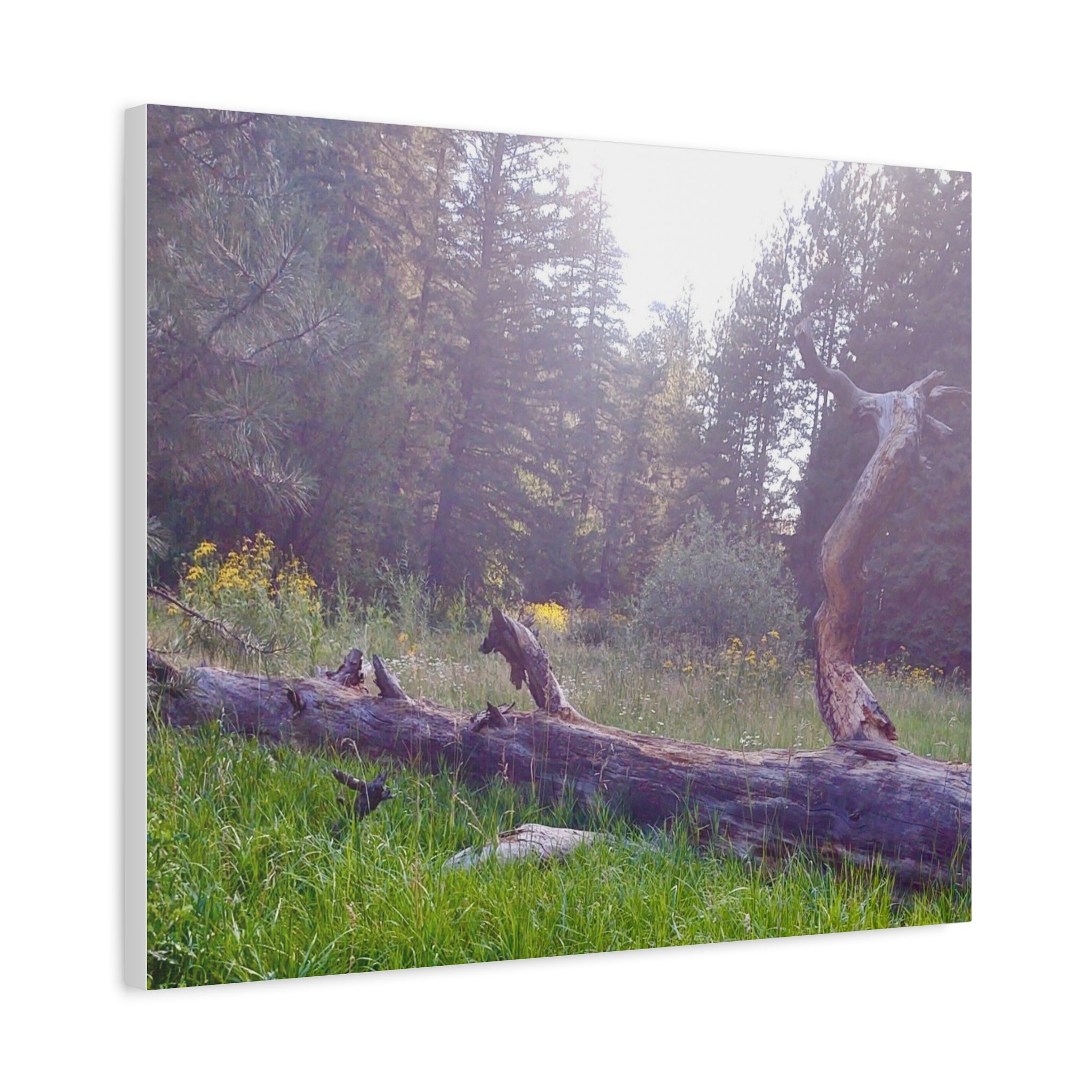 Matte Canvas Wall Art - Serene Nature Scene, Perfect for Home Decor, Gift for Nature Lovers, Office Wall Decoration, Rustic Art Print