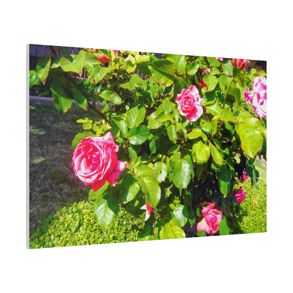 Floral Canvas Wall Art, Pink Rose Decor, Home Gallery Piece, Flower Photography, Garden Wall Decor, Floral Print