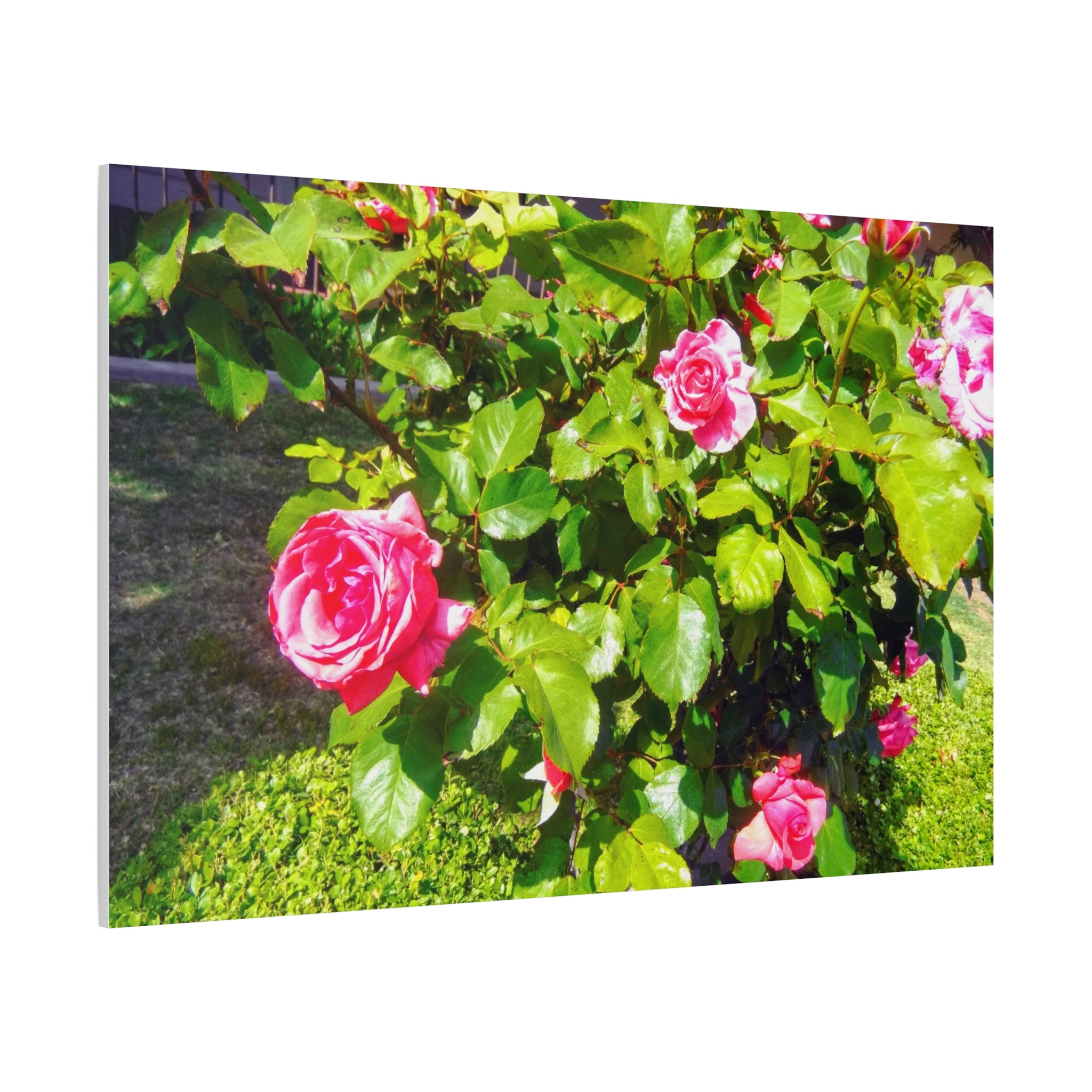Floral Canvas Wall Art, Pink Rose Decor, Home Gallery Piece, Flower Photography, Garden Wall Decor, Floral Print
