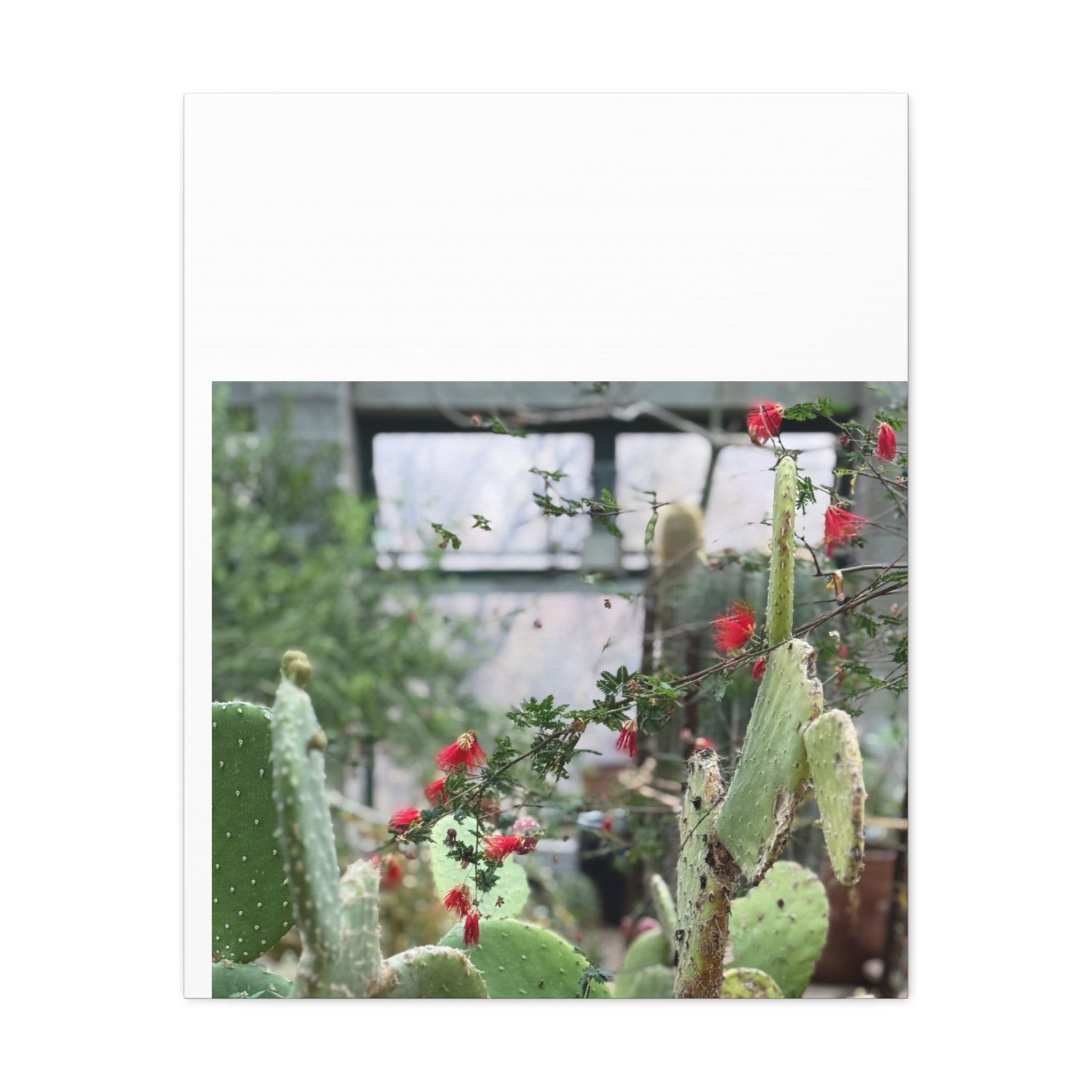 Cactus Wall Art Print, Nature Home Decor, Bohemian Style Artwork, Botanical Gift, Succulent Canvas