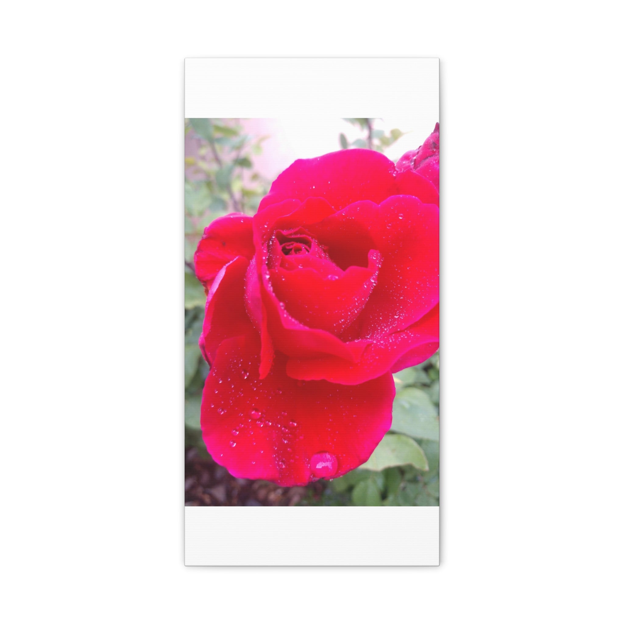Stunning Floral Canvas Print, Home Decor, Wall Art, Gift for Flower Lovers, Red Rose Art, Mother's Day Gift