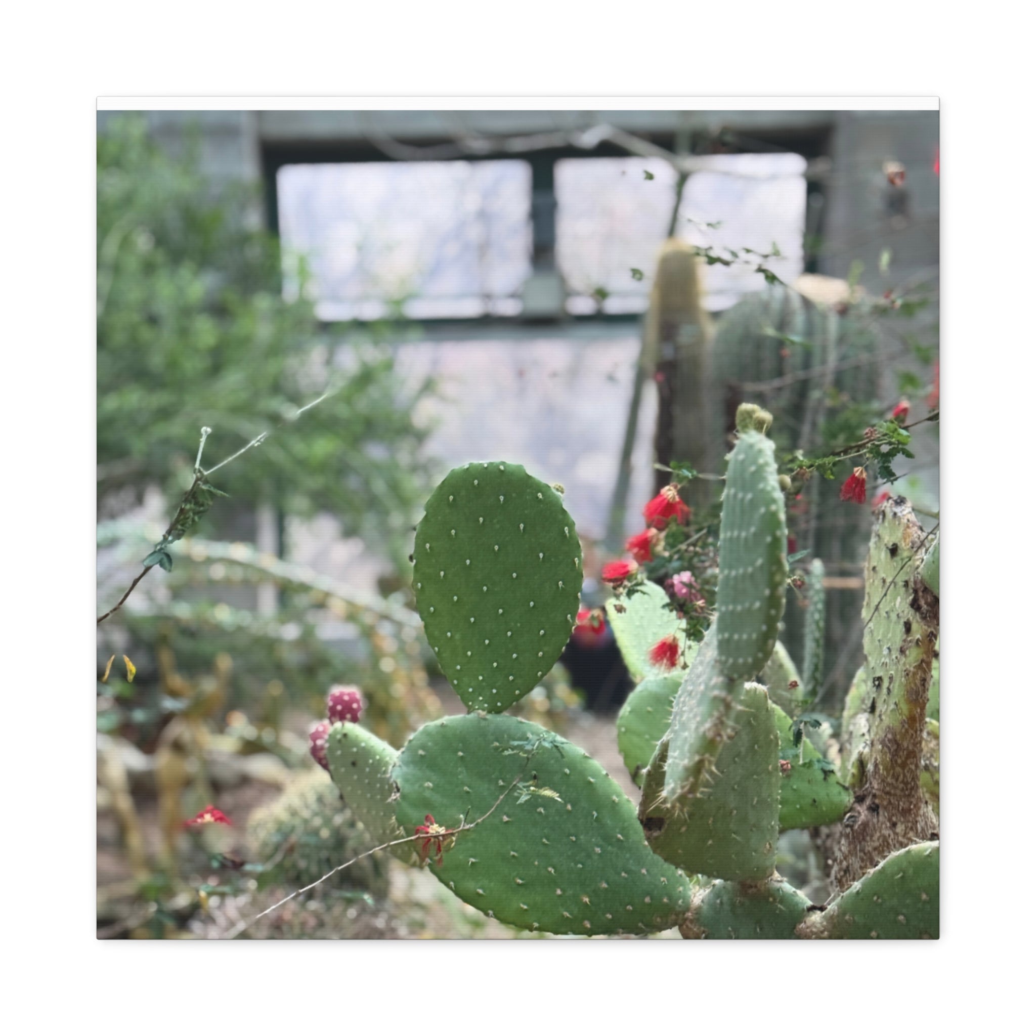 Cactus Matte Canvas Wall Art, Nature Decor, Southwestern Room Design, Green Plant Prints, Home and Office Wall Decor