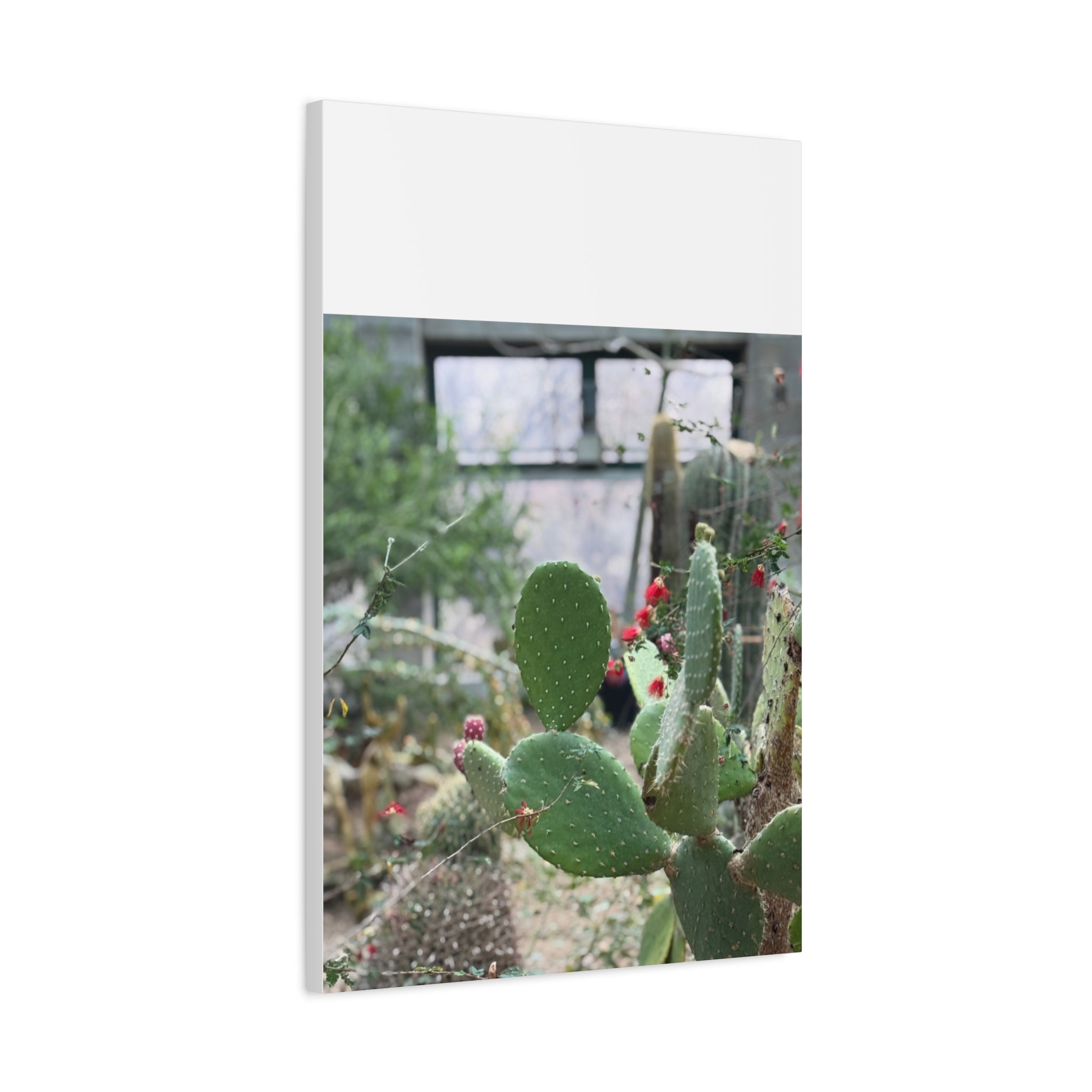 Cactus Matte Canvas Wall Art, Nature Decor, Southwestern Room Design, Green Plant Prints, Home and Office Wall Decor